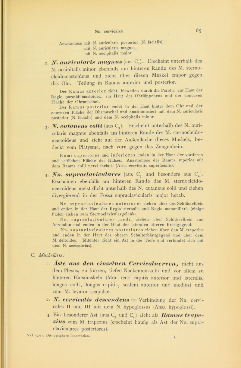 Anastomose mit N. auricularis posterior (N. facialis), mit N. auricularis magnus, mit N. occipitalis major. 2. N. auricularis magnus (aus C3). Erscheint unterhalb des N. occipitalis minor ebenfalls am hinteren Rande des M. sterno- cleidomastoideus und zieht über diesen Muskel empor gegen das Ohr. Teilung in Ramus anterior und posterior. Der Ramus anterior zieht, bisweilen durch die Parotis, zur Plaut der Regio parotidomastoidea, zur Haut des Ohrläppchens und der concaven Fläche der Ohrmuschel. Der Ramus posterior endet in der Haut hinter dem Ohr und der convexen Fläche der Ohrmuschel und anastomosiert mit dem N. auricularis posterior (N. facialis) und dem N. occipitalis minor. 3. N. cutaneus colli (aus C3). Erscheint unterhalb des N. auri- cularis magnus ebenfalls am hinteren Rande des M. sternocleido- mastoideus und zieht auf der Außenfläche dieses Muskels, be- deckt vom Platysma, nach vorn gegen das Zungenbein. Rami superiores und inferiores enden in der Haut der vorderen und seitlichen P’läche des Halses. Anastomose des Ramus superior mit dem Ramus colli nervi facialis (Ansa cervicalis superficialis). 4. Nn. supraclaviculares (aus C3 und besonders aus C4). Erscheinen ebenfalls am hinteren Rande des M. sternocleido- mastoideus meist dicht unterhalb des N. cutaneus colli und ziehen divergierend in der Fossa supraclavicularis major herab. Nn. supraclaviculares anteriores ziehen über das Schlüsselbein und enden in der Haut der Regio sternalis und Regio mammillaris (einige Fäden ziehen zum Sternoclaviculargelenk). Nn. supraclaviculares medii ziehen über Schlüsselbein und Acromion und enden in der Haut der lateralen oberen Brustgegend. Nn. supraclaviculares posteriores ziehen über den M. trapezius und enden in der Haut der oberen Schulterblattgegend und über dem M. deltoides. (Mitunter zieht ein Ast in die Tiefe und verbindet sich mit dem N. accessorius). C. Muskeläste: 1. Äste aus den einzelnen Cervicalnerven, nicht aus dem Plexus, zu kurzen, tiefen Nackenmuskeln und vor allem zu hinteren Halsmuskeln (Mm. recti capitis anterior und lateralis, longus colli, longus capitis, scaleni anterior und medius) und zum M. levator scapulae. 2. N. cervicalis descendens = Verbindung der Nn. cervi- cales II und III mit dem N. hypoglossus (Ansa hypoglossi). 3. Ein besonderer Ast (aus C3 und CJ zieht als lianiUS trape- zius zum M. trapezius (erscheint häufig als Ast der Nn. supra- claviculares posteriores). Villiger, Die periphere Innervation. 5