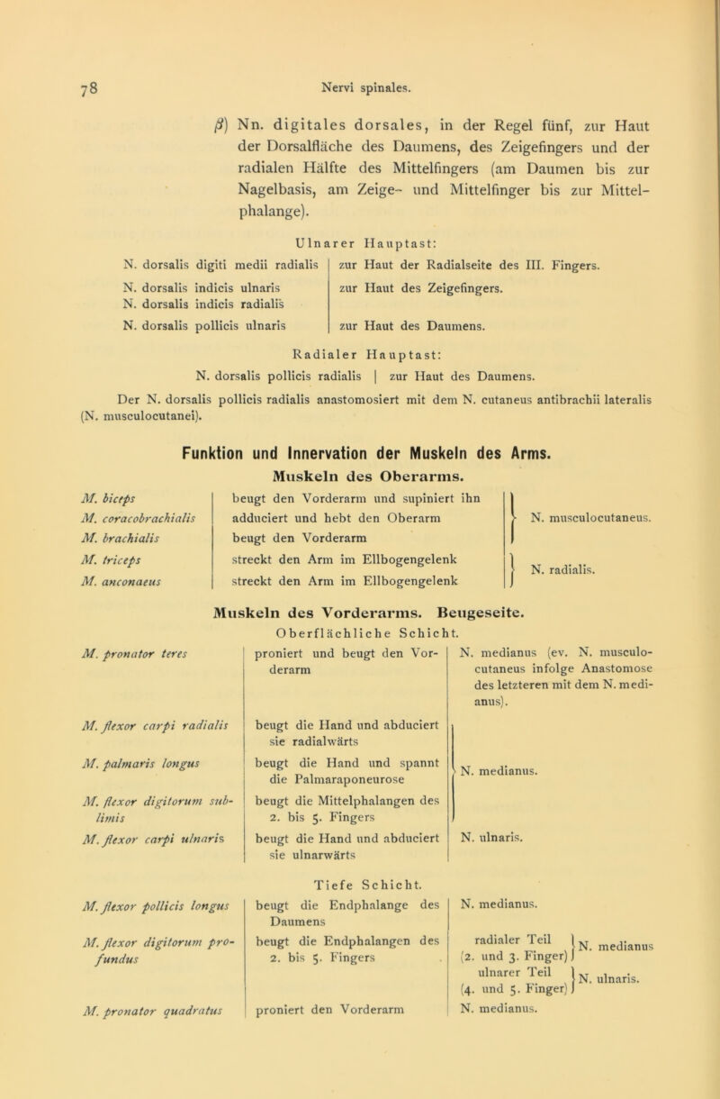 ß) Nn. digitales dorsales, in der Regel fünf, zur Haut der Dorsalfläche des Daumens, des Zeigefingers und der radialen Hälfte des Mittelfingers (am Daumen bis zur Nagelbasis, am Zeige- und Mittelfinger bis zur Mittel- phalange). N. N. N. N. Ulnarer Hauptast: dorsalis digiti medii radialis dorsalis indicis ulnaris dorsalis indicis radialis dorsalis pollicis ulnaris zur Haut der Radialseite des III. Fingers, zur Haut des Zeigefingers. zur Haut des Daumens. Radialer Hauptast: N. dorsalis pollicis radialis | zur Haut des Daumens. Der N. dorsalis pollicis radialis anastomosiert mit dem N. cutaneus antibrachii lateralis (N. musculocutanei). Funktion und Innervation der Muskeln des Arms. Muskeln des Oberarms. M. biceps M. coracobrachialis M. brachialis M. triceps M. anconaeus beugt den Vorderarm und supiniert ihn adduciert und hebt den Oberarm beugt den Vorderarm streckt den Arm im Ellbogengelenk streckt den Arm im Ellbogengelenk N. musculocutaneus. N. radialis. M. pronator teres Muskeln des Vorderarms. Beugeseite. Oberflächliche Schicht. proniert und beugt den Vor- derarm N. medianus (ev. N. musculo- cutaneus infolge Anastomose des letzteren mit dem N. medi- anus). M. ßexor carpi radialis M. palmaris longus M. flexor digitorum sub- limis M. flexor carpi ulnaris beugt die Hand und abduciert sie radialwärts beugt die Hand und spannt die Palmaraponeurose beugt die Mittelphalangen des 2. bis 5. Fingers beugt die Hand und abduciert sie ulnarwärts > N. medianus. N. ulnaris. M. flexor pollicis longus M. flexor digitorum pro- fundus M. pronator quadratus Tiefe Schicht, beugt die Endphalange des Daumens beugt die Endphalangen des 2. bis 5- Fingers proniert den Vorderarm N. medianus. radialer Teil ( (2. und 3. Finger) J ulnarer Teil 1 (4. und 5. Finger) J N. medianus N. ulnaris. N. medianus.