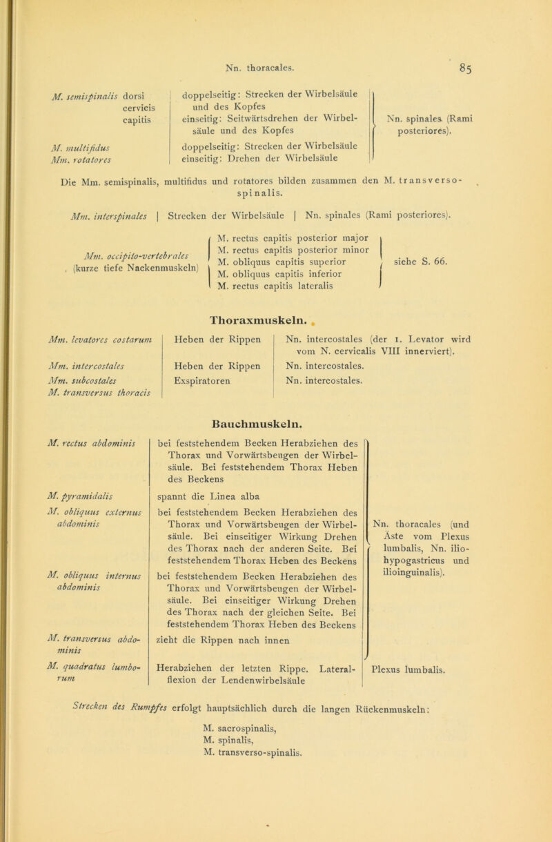 M. semispinalis dorsi cervicis capitis M. multifidus Mm. rotatores doppelseitig: Strecken der Wirbelsäule und des Kopfes einseitig: Seitwärtsdrehen der Wirbel- säule und des Kopfes doppelseitig: Strecken der Wirbelsäule einseitig: Drehen der Wirbelsäule Nn. spinales. (Rami posteriores). Die Mm. semispinalis, multifidus und rotatores bilden zusammen den M. transverso- spi nalis. Mm. interspinales | Strecken der Wirbelsäule | Nn. spinales (Rami posteriores). Mm. occipito-vertebrales . (kurze tiefe Nackenmuskeln) M. rectus capitis posterior major M. rectus capitis posterior minor M. obliquus capitis superior , siehe S. 66. M. obliquus capitis inferior M. rectus capitis lateralis Mm. levatores costarum Mm. intercostales Mm. subcostales M. transversus thoracis Thoraxmuskelii. . Heben der Rippen Heben der Rippen Exspiratoren Nn. intercostales (der 1. Levator wird vom N. cervicalis VIII innerviert). Nn. intercostales. Nn. intercostales. Bauchmuskeln. M. rectus abdominis M. pyramidalis M. obliquus externus abdominis M. obliquus internus abdominis M. transversus abdo- minis M. quadratus lumbo- rum bei feststehendem Becken Herabziehen des Thorax und Vorwärtsbeugen der Wirbel- säule. Bei feststehendem Thorax Heben des Beckens spannt die Linea alba bei feststehendem Becken Herabziehen des Thorax und Vorwärtsbeugen der Wirbel- säule. Bei einseitiger Wirkung Drehen des Thorax nach der anderen Seite. Bei feststehendem Thorax Heben des Beckens bei feststehendem Becken Herabziehen des Thorax und Vorwärtsbeugen der Wirbel- säule. Bei einseitiger Wirkung Drehen des Thorax nach der gleichen Seite. Bei feststehendem Thorax Heben des Beckens Nn. thoracales (und Äste vom Plexus lumbalis, Nn. ilio- hypogastricus und ilioinguinalis). zieht die Rippen nach innen Herabziehen der letzten Rippe. Lateral- Plexus lumbalis. flexion der Lendenwirbelsäule Strecken des Rumpfes erfolgt hauptsächlich durch die langen Rückenmuskeln: M. sacrospinalis, M. spinalis, M. transverso-spinalis.