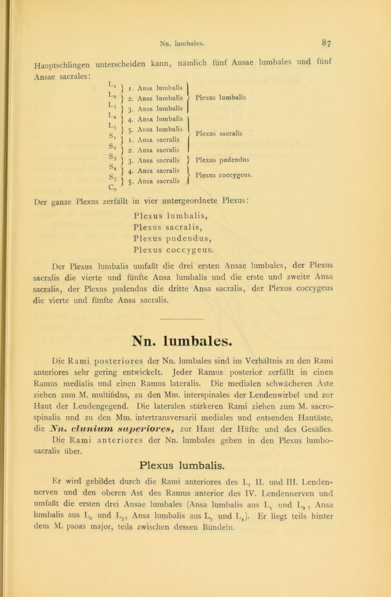 Hauptschlingen Ansae sacrales: unterscheiden kann, nämlich fünf Ansae lumbales und fünf Lx L2 13 14 15 Sx s2 S3 s4 Ss Co } } } ) } } } } } } 1. Ansa lumbalis I 2. Ansa lumbalis / 3. Ansa lumbalis J 4. Ansa lumbalis | 5. Ansa lumbalis | 1. Ansa sacralis 2. Ansa sacralis 3. Ansa sacralis } 4. Ansa sacralis 5. Ansa sacralis J Plexus lumbalis Plexus sacralis Plexus pudendus Plexus coccygeus. Der ganze Plexus zerfällt in vier untergeordnete Plexus: Plexus lumbalis, Plexus sacralis, Plexus pudendus, Plexus coccygeus. Der Plexus lumbalis umfaßt die drei ersten Ansae lumbales, der Plexus sacralis die vierte und fünfte Ansa lumbalis und die erste und zweite Ansa sacralis, der Plexus pudendus die dritte Ansa sacralis, der Plexus coccygeus die vierte und fünfte Ansa sacralis. Nn. lumbales. Die Rami posteriores der Nn. lumbales sind im Verhältnis zu den Rami anteriores sehr gering entwickelt. Jeder Ramus posterior zerfällt in einen Ramus medialis und einen Ramus lateralis. Die medialen schwächeren Äste ziehen zum M. multifidus, zu den Mm. interspinales der Lendenwirbel und zur Haut der Lendengegend. Die lateralen stärkeren Rami ziehen zum M. sacro- spinalis und zu den Mm. intertransversarii mediales und entsenden Hautäste, die Aril. clunium supevioves, zur Haut der Hüfte und des Gesäßes. Die Rami anteriores der Nn. lumbales gehen in den Plexus lumbo- sacralis über. Plexus lumbalis. Er wird gebildet durch die Rami anteriores des I., II. und III. Lenden- nerven und den oberen Ast des Ramus anterior des IV. Lendennerven und umfaßt die ersten drei Ansae lumbales (Ansa lumbalis aus Lx und L2 , Ansa lumbalis aus L2 und L3, Ansa lumbalis aus L? und L4). Er liegt teils hinter dem M. psoas major, teils zwischen dessen Bündeln.