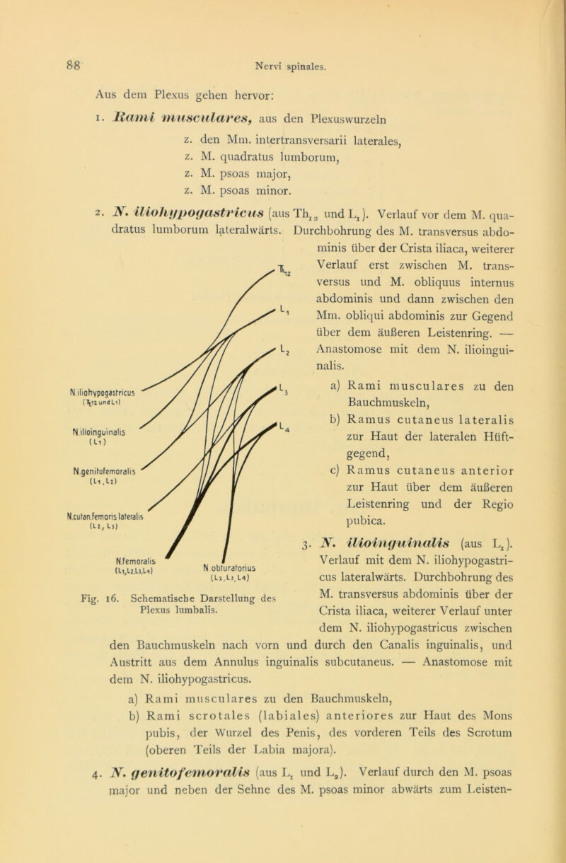 Aus dem Plexus gehen hervor: 1. JZdDli muscillares, aus den Plexuswurzeln z. den Mm. intertransversarii laterales, z. M. quadratus lumborutn, z. M. psoas major, z. M. psoas minor. 2. JV. iliohypogastricus (aus ThI2 und Lj. Verlauf vor dem M. qua- dratus lumborum lateralwärts. Durchbohrung des M. transversus abdo- minis über der Crista iliaca, weiterer Verlauf erst zwischen M. trans- versus und M. obliquus internus abdominis und dann zwischen den Mm. obliqui abdominis zur Gegend über dem äußeren Leistenring. — Anastomose mit dem N. ilioingui- nalis. a) Rami musculares zu den Bauchmuskeln, b) Ramus cutaneus lateralis zur Haut der lateralen Hüft- gegend, c) Ramus cutaneus anterior zur Haut über dem äußeren Leistenring und der Regio pubica. 3. N. ilioinguinalis (aus LJ. Verlauf mit dem N. iliohypogastri- cus lateralwärts. Durchbohrung des M. transversus abdominis über der Crista iliaca, weiterer Verlauf unter dem N. iliohypogastricus zwischen den Bauchmuskeln nach vorn und durch den Canalis inguinalis, und Austritt aus dem Annulus inguinalis subcutaneus. — Anastomose mit dem N. iliohypogastricus. a) Rami musculares zu den Bauchmuskeln, b) Rami scrotales (labiales) anteriores zur Haut des Mons pubis, der Wurzel des Penis, des vorderen Teils des Scrotum (oberen Teils der Labia majora). N. genitofemoralis (aus Lx und LJ. Verlauf durch den M. psoas major und neben der Sehne des M. psoas minor abwärts zum Leisten- N iliohypogastricus (\i2 und Li) N ilioinguinalis Ui) N.genitofemoralis (Li.lt) N.cutan.Femoris laleralis (L t ; Lj) N.femoralis (ll,l2,L3,L4) N obturatorius (Li,L3,L4j Fig. 16. Schematische Darstellung des Plexus lumbalis.