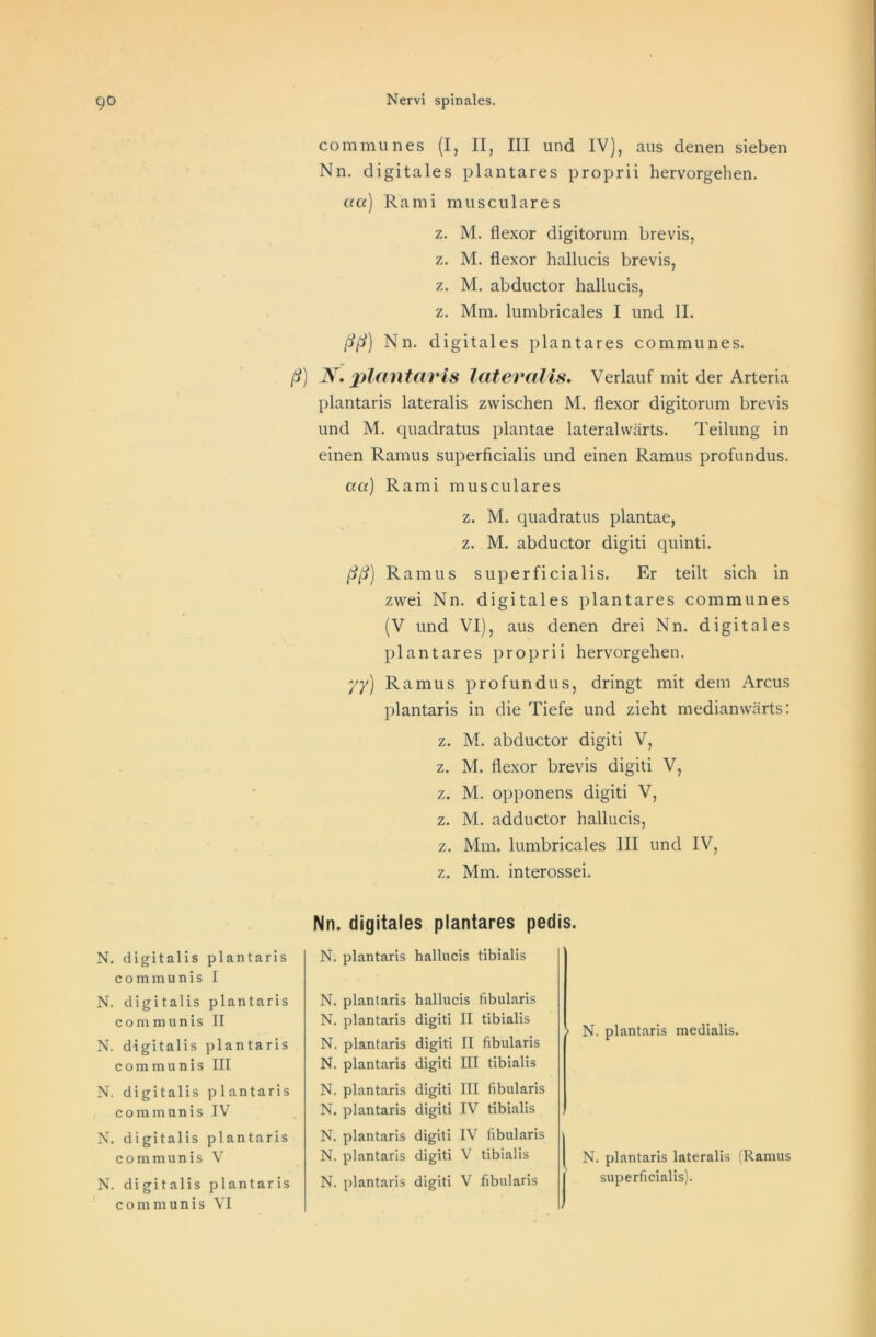 communes (I, II, III und IV), aus denen sieben Nn. digitales plantares proprii hervorgehen. aa) Rami musculares z. M. flexor digitorum brevis, z. M. flexor hallucis brevis, z. M. abductor hallucis, z. Mm. lumbricales I und II. ßß) Nn. digitales plantares communes. ß) JV. plantaris latevalis. Verlauf mit der Arteria plantaris lateralis zwischen M. flexor digitorum brevis und M. quadratus plantae lateralwärts. Teilung in einen Ramus superficialis und einen Ramus profundus. aa) Rami musculares z. M. quadratus plantae, z. M. abductor digiti quinti. ßß) Ramus superficialis. Er teilt sich in zwei Nn. digitales plantares communes (V und VI), aus denen drei Nn. digitales plantares proprii hervorgehen. yy) Ramus profundus, dringt mit dem Arcus plantaris in die Tiefe und zieht medianwärts: z. M. abductor digiti V, z. M. flexor brevis digiti V, z. M. opponens digiti V, z. M. adductor hallucis, z. Mm. lumbricales III und IV, z. Mm. interossei. Nn. digitales plantares pedis. N. digitalis plantaris communis I N. digitalis plantaris communis II N. digitalis plantaris communis III N. digitalis plantaris communis IV N. digitalis plantaris communis V N. digitalis plantaris communis VI N. plantaris hallucis tibialis N. plantaris hallucis fibularis N. plantaris digiti II tibialis N. plantaris digiti II fibularis N. plantaris digiti III tibialis N. plantaris digiti III fibularis N. plantaris digiti IV tibialis N. plantaris digiti IV fibularis N. plantaris digiti V tibialis N. plantaris digiti V fibularis > N. plantaris medialis. N. plantaris lateralis (Ramus superficialis).