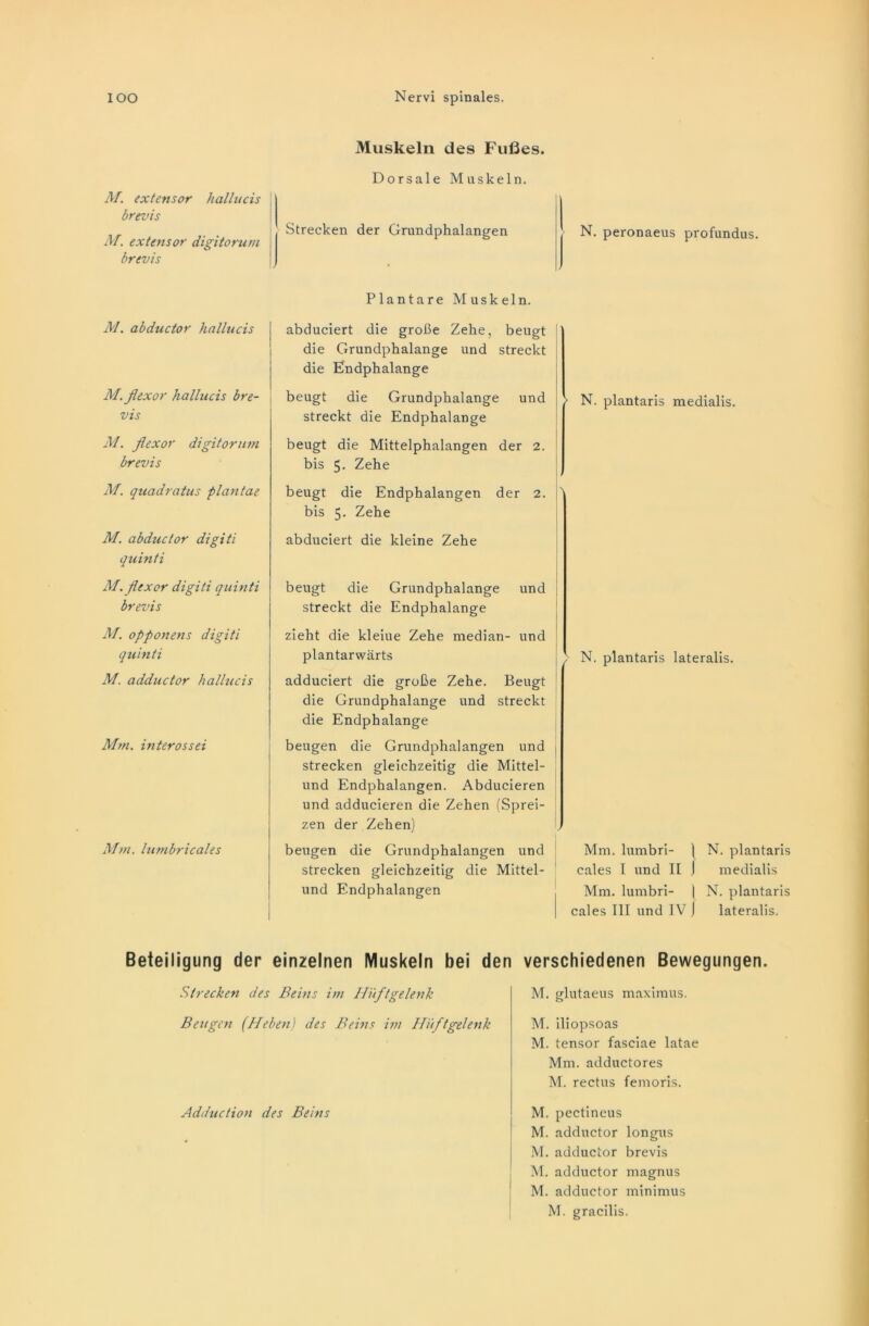 Muskeln des Fußes. M. extensor hallucis brevis M. extensor digitorum brevis Dorsale Muskeln. Strecken der Grundphalangen N. peronaeus profundus. M. abductor hallucis M. flexor hallucis bre- vis M. flexor digitorum brevis M. quadratus plantae M. abductor digiti quinti M. flexor digiti quinti brevis M. opponens digiti quinti M. adductor hallucis Mm. interossei Mm. lumbricales Plantare Muskeln. abduciert die große Zehe, beugt die Grundphalange und streckt die Endphalange beugt die Grundphalange und streckt die Endphalange beugt die Mittelphalangen der 2. bis 5- Zehe N. plantaris medialis. beugt die Endphalangen der 2. ' bis 5. Zehe abduciert die kleine Zehe beugt die Grundphalange und streckt die Endphalange zieht die kleiue Zehe median- und plantarwärts adduciert die große Zehe. Beugt die Grundphalange und streckt die Endphalange beugen die Grundphalangen und strecken gleichzeitig die Mittel- und Endphalangen. Abducieren und adducieren die Zehen (Sprei- zen der Zehen) beugen die Grundphalangen und strecken gleichzeitig die Mittel- und Endphalangen N. plantaris lateralis. Mm. lumbri- \ N. plantaris cales I und II ) medialis Mm. lumbri- | N. plantaris cales III und IV j lateralis. Beteiligung der einzelnen Muskeln bei den verschiedenen Bewegungen. Strecken des Beins im Hüftgelenk M. glutaeus maximus. Beugen (Heben) des Beins im Hüftgelenk Adduction des Beins M. iliopsoas M. tensor fasciae latae Mm. adductores M. rectus femoris. M. pectineus M. adductor longus M. adductor brevis M. adductor magnus M. adductor minimus
