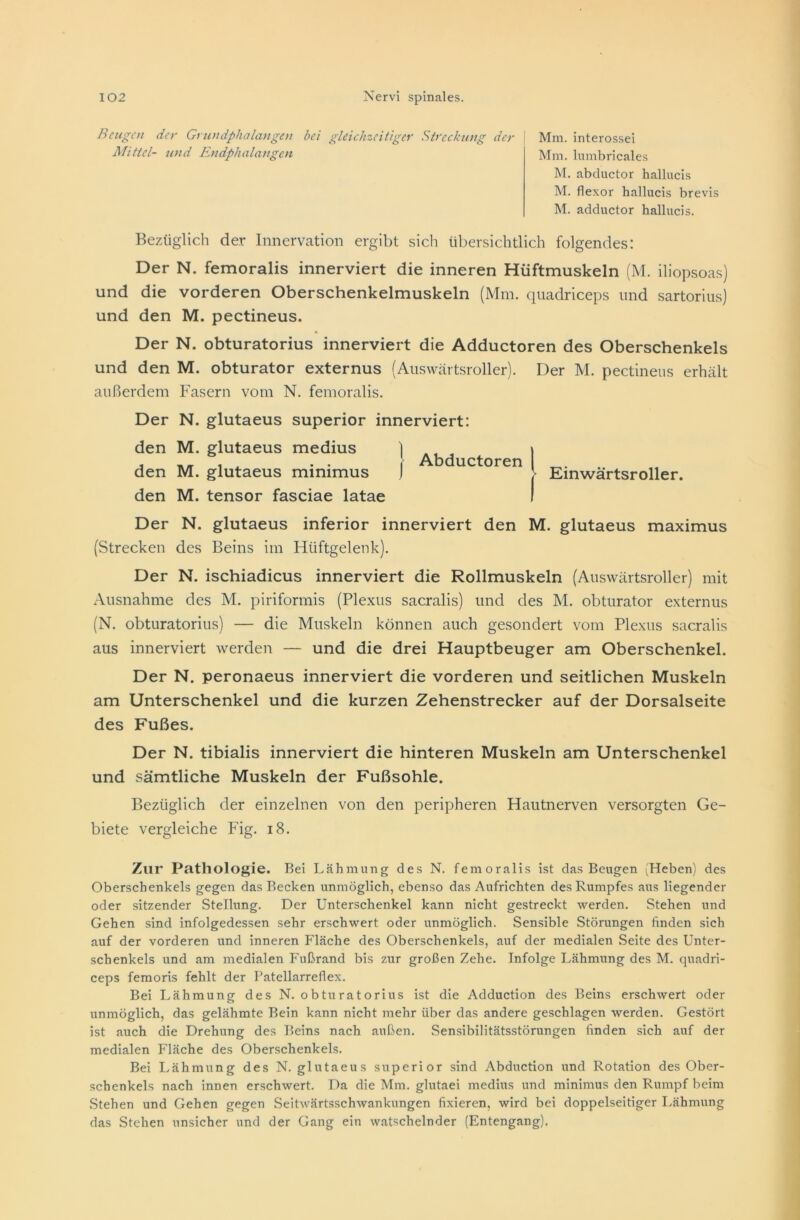 Beugen der Grundphalangen bet gleichzeitiger Streckung der Mittel- und Endphalangen Mm. interossei Mm. lumbricales M. abductor hallucis M. flexor hallucis brevis M. adductor hallucis. Bezüglich der Innervation ergibt sich übersichtlich folgendes: Der N. femoralis innerviert die inneren Hüftmuskeln (M. iliopsoas) und die vorderen Oberschenkelmuskeln (Mm. quadriceps und sartorius) und den M. pectineus. Der N. obturatorius innerviert die Adductoren des Oberschenkels und den M. obturator externus (Auswärtsroller). Der M. pectineus erhält außerdem Fasern vom N. femoralis. Der N. glutaeus superior innerviert: den M. glutaeus medius | den M. glutaeus minimus ) den M. tensor fasciae latae Der N. glutaeus inferior innerviert den M. glutaeus maximus (Strecken des Beins im Hüftgelenk). Der N. ischiadicus innerviert die Rollmuskeln (Auswärtsroller) mit Ausnahme des M. piriformis (Plexus sacralis) und des M. obturator externus (N. obturatorius) — die Muskeln können auch gesondert vom Plexus sacralis aus innerviert werden — und die drei Hauptbeuger am Oberschenkel. Der N. peronaeus innerviert die vorderen und seitlichen Muskeln am Unterschenkel und die kurzen Zehenstrecker auf der Dorsalseite des Fußes. Der N. tibialis innerviert die hinteren Muskeln am Unterschenkel und sämtliche Muskeln der Fußsohle. Bezüglich der einzelnen von den peripheren Hautnerven versorgten Ge- biete vergleiche Fig. 18. Abductoren | Einwärtsroller. Zur Pathologie. Bei Lähmung des N. femoralis ist das Beugen (Heben) des Oberschenkels gegen das Becken unmöglich, ebenso das Aufrichten des Rumpfes aus liegender oder sitzender Stellung. Der Unterschenkel kann nicht gestreckt werden. Stehen und Gehen sind infolgedessen sehr erschwert oder unmöglich. Sensible Störungen finden sich auf der vorderen und inneren Fläche des Oberschenkels, auf der medialen Seite des Unter- schenkels und am medialen Fußrand bis zur großen Zehe. Infolge Lähmung des M. quadri- ceps femoris fehlt der Patellarreflex. Bei Lähmung des N. obturatorius ist die Adduction des Beins erschwert oder unmöglich, das gelähmte Bein kann nicht mehr über das andere geschlagen werden. Gestört ist auch die Drehung des Beins nach außen. Sensibilitätsstörungen finden sich auf der medialen Fläche des Oberschenkels. Bei Lähmung des N. glutaeus superior sind Abduction und Rotation des Ober- schenkels nach innen erschwert. Da die Mm. glutaei medius und minimus den Rumpf beim Stehen und Gehen gegen Seitwärtsschwankungen fixieren, wird bei doppelseitiger Lähmung das Stehen unsicher und der Gang ein watschelnder (Entengang).