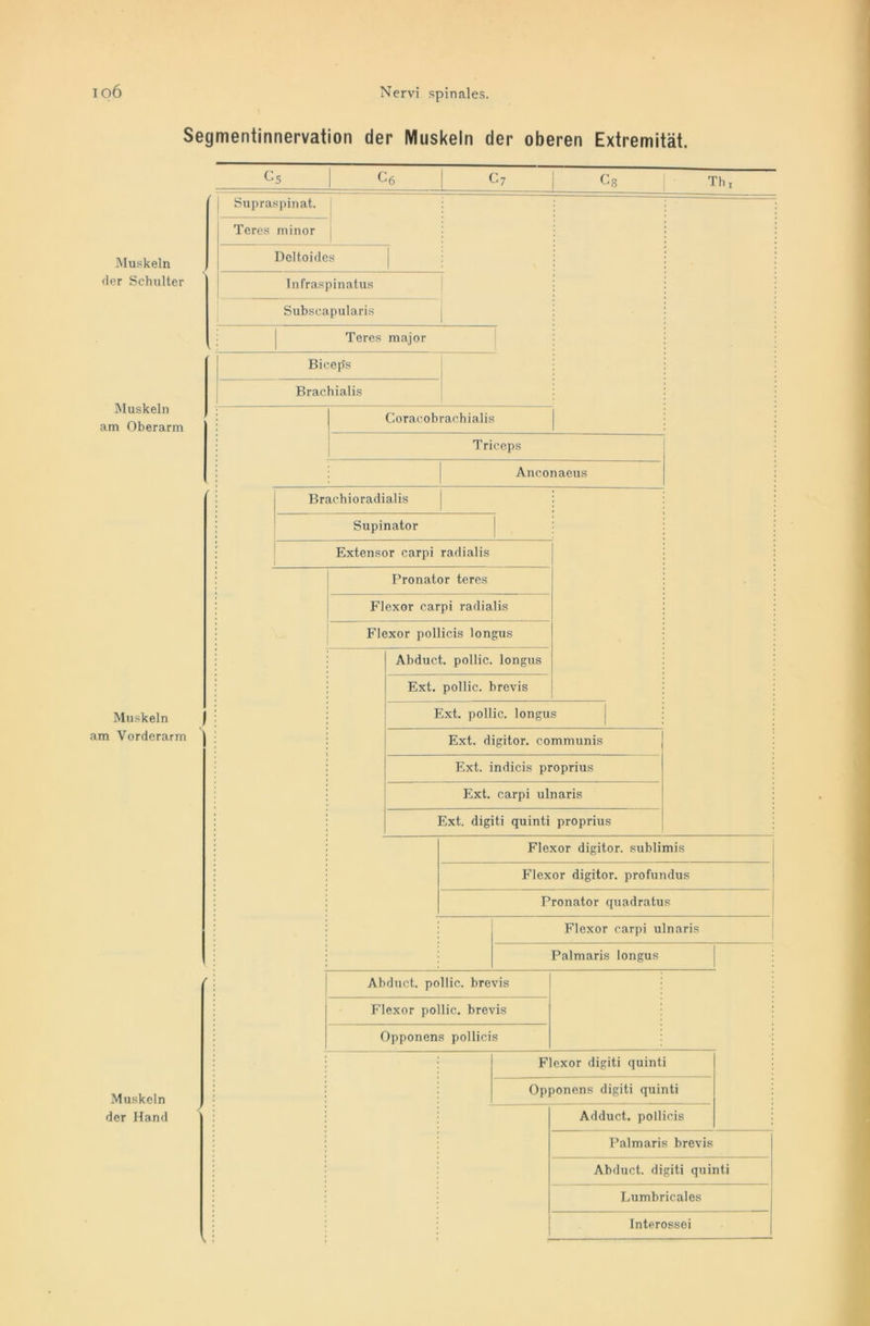 Segmentinnervation der Muskeln der oberen Extremität. c. c7 C8 Th Muskeln der Schulter Supraspinat. Teres minor Muskeln am Oberarm Muskeln am Vorderarm Muskeln der Hand Deltoides Infraspinatus Subscapularis Teres major Bicep's Brachialis Coracobrachialis Triceps Anconaeus Brachioradialis Supinator Extensor carpi radialis Pronator teres Flexor carpi radialis Flexor pollicis longus Abduct. pollic. longus Ext. pollic. brevis Ext. pollic. longus Ext. digitor. communis Ext. indicis proprius Ext. carpi ulnaris Ext. digiti quinti proprius Flexor digitor. sublimis Flexor digitor. profundus Pronator quadratus Flexor carpi ulnaris Palmaris longus Abduct. pollic. brevis Flexor pollic. brevis Opponens pollicis Flexor digiti quinti Opponens digiti quinti Adduct. pollicis Palmaris brevis Abduct. digiti quinti Lumbricales