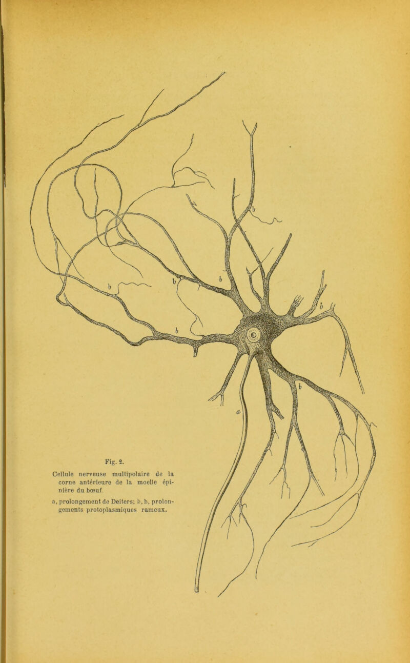 Cellule nerveuse multipolaire de la corne antérieure de la moelle épi- nière du bœuf. a, prolongement de Deiters; b, b. prolon- gements protoplasmiques rameux.