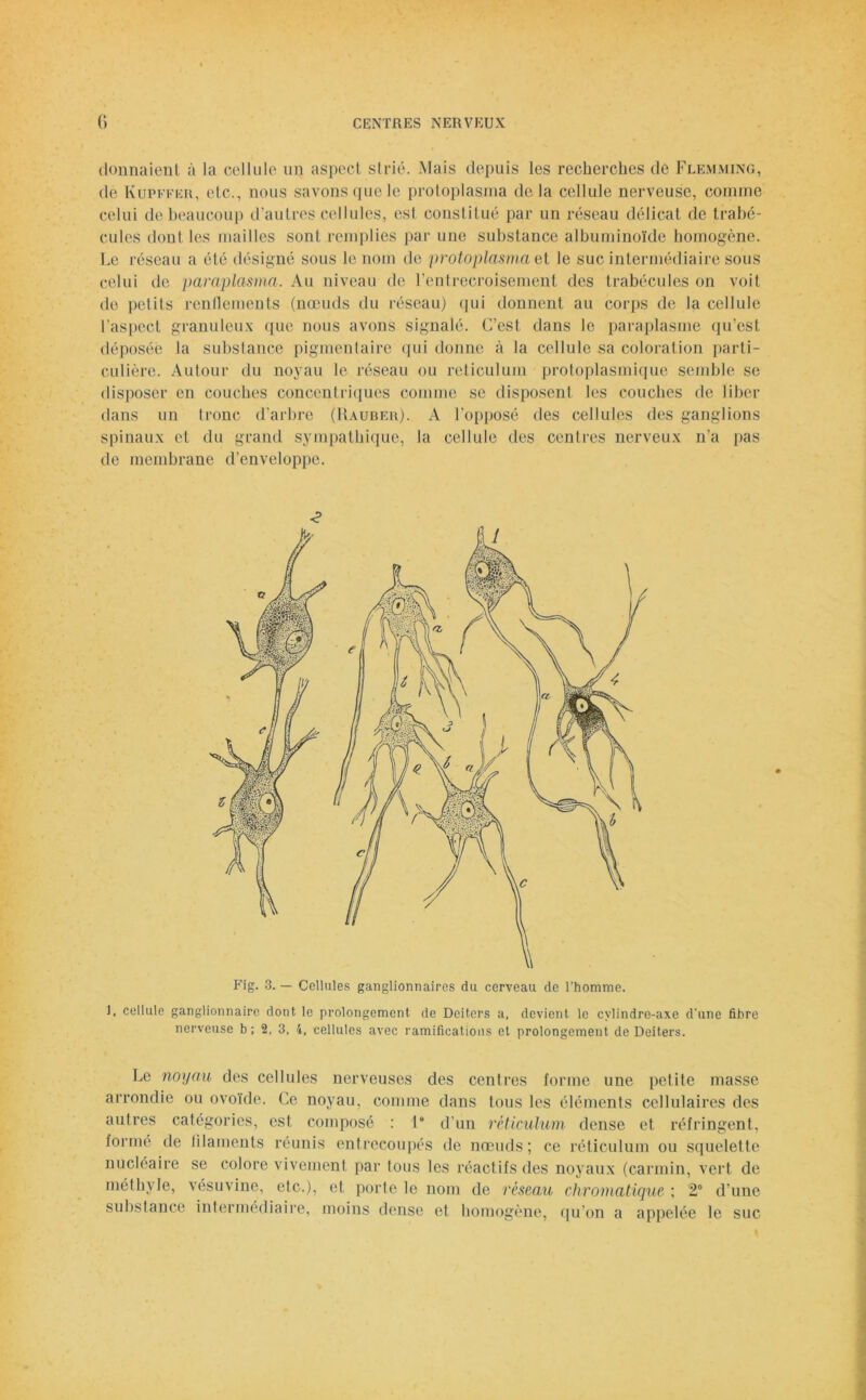 donnaient à la cellule un aspect strié. Mais depuis les recherches de Flemming, de Kupffkr, etc., nous savons que le protoplasma delà cellule nerveuse, comme celui de beaucoup d’autres cellules, est constitué par un réseau délicat de trabé- cules dont les mailles sont remplies par une substance albuminoïde homogène. Le réseau a été désigné sous le nom de protoplasma et le suc intermédiaire sous celui de paraplasma. Au niveau de l’entrecroisement des trabécules on voit de petits rendements (nœuds du réseau) qui donnent au corps de la cellule l’aspect granuleux que nous avons signalé. C’est, dans le paraplasme qu’est déposée la substance pigmentaire qui donne à la cellule sa coloration parti- culière. Autour du noyau le réseau ou réticulum protoplasmique semble se disposer en couches concentriques comme se disposent les couches de liber dans un tronc d’arbre (Hauber). A l’opposé des cellules des ganglions spinaux et du grand sympathique, la cellule des centres nerveux n’a pas de membrane d’enveloppe. Fig. 3. — Cellules ganglionnaires du cerveau de l’homme. i, cellule ganglionnaire dont le prolongement de Deitcrs a, devient le cvlindre-axe d'une fibre nerveuse b; 2, 3, 4, cellules avec ramifications et prolongement de Deiters. Le noyau des cellules nerveuses des centres forme une petite masse arrondie ou ovoïde. Ce noyau, comme dans tous les éléments cellulaires des autres catégories, est composé : 1“ d’un réticulum dense et réfringent, formé de filaments réunis entrecoupés de nœuds; ce réticulum ou squelette nucléaire se colore vivement par tous les réactifs des noyaux (carmin, vert de méthyle, vésuvine, etc.), et porte le nom de réseau chromatique ; 2° d’une substance intermédiaire, moins dense et homogène, qu’on a appelée le suc