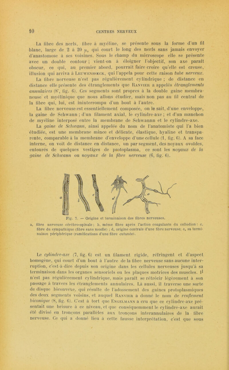 La libre des nerfs, libre à myéline, se présente sous Ja forme d’un fil blanc, large de 2 à 20 a, qui court le long des nerfs sans jamais envoyer d’anastomose à ses voisines. Sous le champ du microscope elle se présente avec un double contour ; vient-on à éloigner l’objectif, son axe paraît obscur, ce qui, au premier abord, pourrait faire croire qu’elle est creuse, illusion qui arriva à Leuwenhqeck, qui l’appela pour cette raison tube nerveux. La libre nerveuse n’est pas régulièrement cylindrique ; de distance en distance elle présente des étranglements que Ranvier a appelés étranglements annulaires (8’, lig. 6). Ces segments sont propres à la double gaine membra- neuse' et myélinique que nous allons étudier, mais non pas au fil central de la libre qui, lui, est ininterrompu d’un bout à l’autre. La libre nerveuse est essentiellement composée, on le sait, d’une enveloppe, la gaine de Schwann ; d’un filament axial, le cylindre-axe; et d’un manchon de myéline interposé entre la membrane de Scbwannn et le cylindre-axe. La gaine de Schwann, ainsi appelée du nom de l’anatomiste qui l’a bien étudiée, est une membrane mince et délicate, élastique, hyaline et transpa- rente, comparable à la membrane d’enveloppe d’une cellule (1, lig. b). A sa face interne, on voit de distance en distance, un par segment, des noyaux ovoïdes, entourés de quelques vestiges de protoplasma, ce sont les noyaux de la gaine de Schwann ou noyaux de la fibre nerveuse (6, lig. 6). a, fibre nerveuse cérébro-spinale ; b, même fibre après l’action coagulante du collodion : c. fibre du sympathique (fibre sans moelle) ; d, origine centrale d’une fibre nerveuse; e, sa termi- naison périphérique (ramifications d’une fibre cutanée). Le cylindre-axe (7, lig. G) est un filament rigide, réfringent et. d’aspect homogène, qui court d’un bout à l’autre delà libre nerveuse sans aucune inter- ruption, c’est-à-dire depuis son origine dans les cellules nerveuses jusqu’à sa terminaison dans les organes sensoriels ou les plaques motrices des muscles, d n’est pas régulièrement cylindrique, mais paraît se rétrécir légèrement à son passage à travers les étranglements annulaires. Là aussi, il traverse une sorte de disque biconvexe, qui résulte de l’adossement des gaines protoplasmiques des deux segments voisins, et auquel Ranvier a donné le nom de renflement biconique (8, lig. 6). C'est à tort que Engel.mann a cru que ce cylindre-axe pré- sentait une brisure à ce niveau, et que conséquemment le cylindre-axe aurait été divisé en tronçons parallèles aux tronçons interannulaires de la libre nerveuse. Ce qui a donné lieu à cette fausse interprétation, c’est que sous a Fig. 7. — Origine et terminaison des fibres nerveuses.