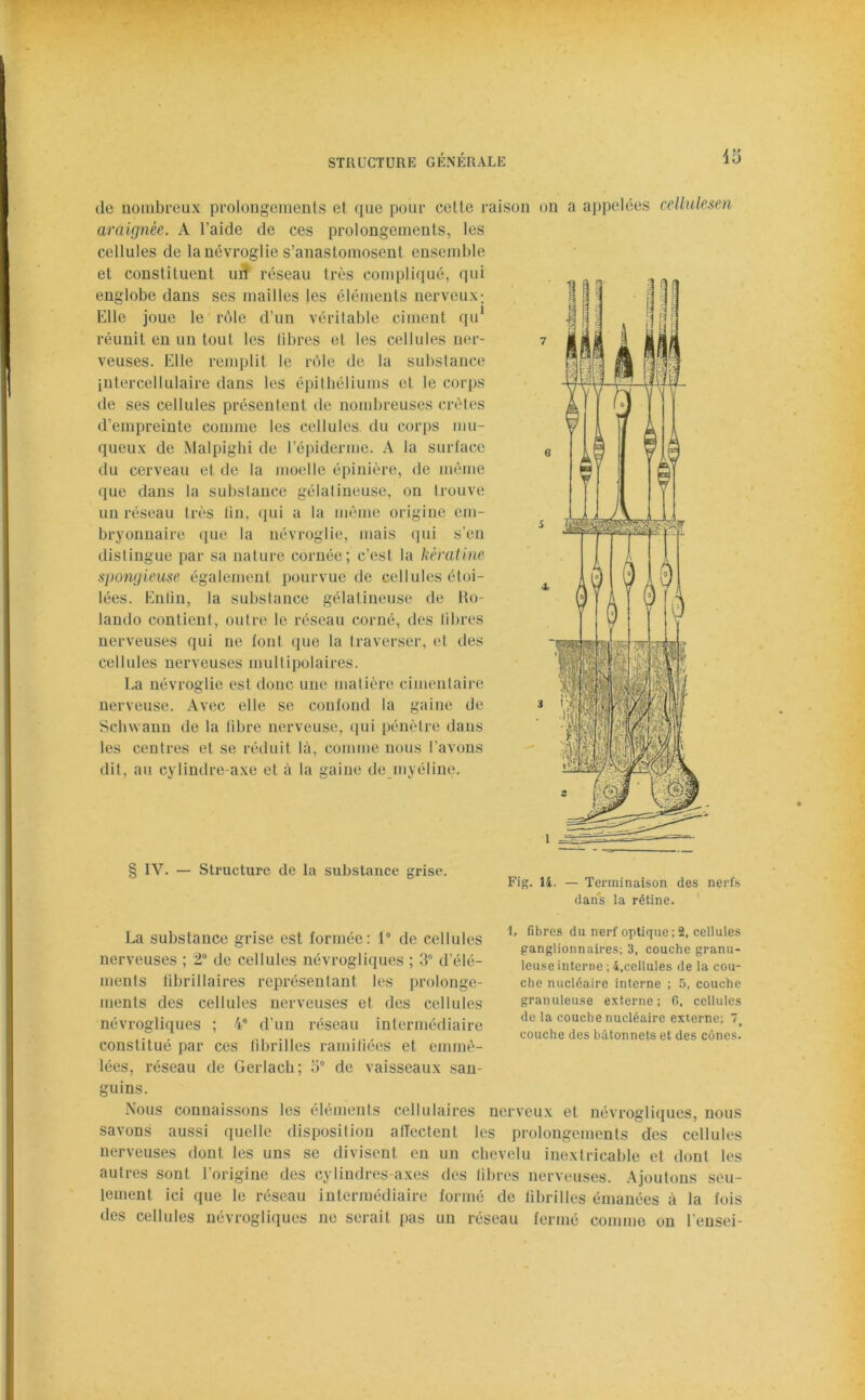 de nombreux prolongements et que pour celte raison on a appelées cellulesen araignée. A l’aide de ces prolongements, les cellules de la névroglie s’anastomosent ensemble et constituent un réseau très compliqué, qui englobe dans ses mailles les éléments nerveux; Elle joue le rôle d’un véritable ciment qu* réunit en un tout les libres et les cellules ner- veuses. Elle remplit le rôle de la substance intercellulaire dans les épithéliums et le corps de ses cellules présentent de nombreuses crêtes d’empreinte comme les cellules du corps mu- queux de Malpighi de l’épiderme. A la surface du cerveau et de la moelle épinière, de même que dans la substance gélatineuse, on trouve un réseau très lin, qui a la même origine em- bryonnaire que la névroglie, mais qui s’en distingue par sa nature cornée; c’est la kératine spongieuse également pourvue de cellules étoi- lées. Entin, la substance gélatineuse de Ro- lando contient, outre le réseau corné, des libres nerveuses qui ne font que la traverser, et des cellules nerveuses multipolaires. La névroglie est donc une matière cimentaire nerveuse. Avec elle se confond la gaine de Sehwann de la libre nerveuse, qui pénètre dans les centres et se réduit là, comme nous l’avons dit, au cylindre-axe et à la gaine de myéline. IV. — Structure de la substance grise. Fig. 14. — Terminaison des nerfs dans la rétine. La substance grise est formée: 1° de cellules nerveuses ; 2° de cellules névrogliques ; 3° d élé- ments fibrillaires représentant les prolonge- ments des cellules nerveuses et des cellules névrogliques ; 4° d’un réseau intermédiaire constitué par ces fibrilles ramiliées et emmê- lées, réseau de Gerlach; 5° de vaisseaux san- guins. Nous connaissons les éléments cellulaires nerveux et névrogliques, nous savons aussi quelle disposition affectent les prolongements des cellules nerveuses dont les uns se divisent en un chevelu inextricable et dont les autres sont l’origine des cylindres-axes des libres nerveuses. Ajoutons seu- lement ici que le réseau intermédiaire formé de fibrilles émanées à la fois des cellules névrogliques ne serait pas un réseau fermé comme on l'ensei- 1, fibres du nerf optique; 2, cellules ganglionnaires; 3, couche granu- leuse interne ; 4,cellules de la cou- che nucléaire interne ; 5, couche granuleuse externe; 6, cellules de la couche nucléaire externe; 7 » couche des bâtonnets et des cônes.