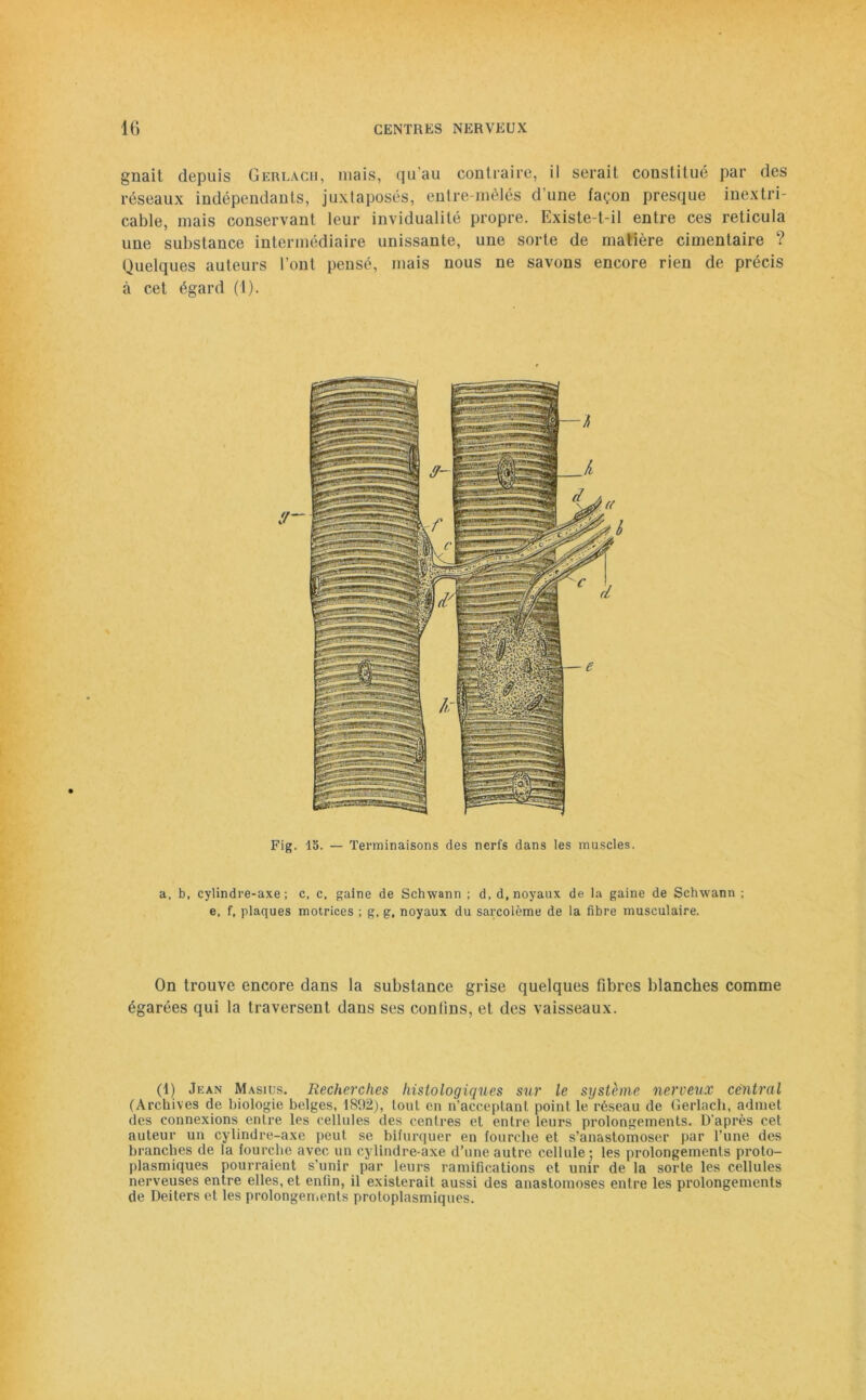 gnait depuis Gerlach, mais, qu’au contraire, il serait constitué par des réseaux indépendants, juxtaposés, entre mêlés d’une façon presque inextri- cable, mais conservant leur invidualité propre. Existe-t-il entre ces reticula une substance intermédiaire unissante, une sorte de matière cimentaire ? Quelques auteurs l’ont pensé, mais nous ne savons encore rien de précis à cet égard (1). Fig. 15. — Terminaisons des nerfs dans les muscles. a. b, cylindre-axe; c, c. gaine de Schwann ; d, d, noyaux de la gaine de Schwann ; e, f, plaques motrices ; g, g, noyaux du sarcolème de la fibre musculaire. On trouve encore dans la substance grise quelques fibres blanches comme égarées qui la traversent dans ses confins, et des vaisseaux. (1) Jean Masius. Recherches histologiques sur le système nerveux central (Archives de biologie belges, 1892), tout en n’acceptant point le réseau de Gerlach, admet des connexions entre les cellules des centres et entre leurs prolongements. D'après cet auteur un cylindre-axe peut se bifurquer en fourche et s’anastomoser par l’une des branches de la fourche avec un cylindre-axe d’une autre cellule; les prolongements proto- plasmiques pourraient s’unir par leurs ramifications et unir de la sorte les cellules nerveuses entre elles, et enfin, il existerait aussi des anastomoses entre les prolongements de Deiters et les prolongements protoplasmiques.