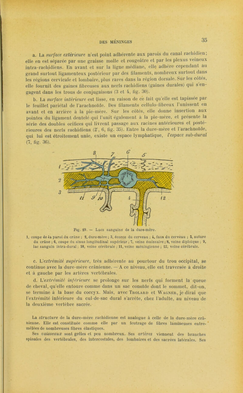 a. La surface extérieure n’est point adhérente aux parois du canal rachidien; elle en est séparée par une graisse molle et rougeâtre et par les plexus veineux intra-rachidiens. En avant et sur la ligne médiane, elle adhère cependant au grand surtout ligamenteux postérieur par des filaments, nombreux surtout dans les régions cervicale et lombaire, plus rares dans la région dorsale. Sur les côtés, elle fournit des gaines fibreuses aux nerfs rachidiens (gaines durales) qui s en- gagent dans les trous de conjugaisons (3 et 4, lig. 30). b. La surface intérieure est lisse, en raison de ce fait qu’elle est tapissée par le feuillet pariétal de l’arachnoïde. Des filaments cellulo-fibreux l’unissent en avant et en arrière à la pie-mère. Sur les côtés, elle donne insertion aux pointes du ligament dentelé qui l’unit également à la pie-mère, et présente la série des doubles orifices qui livrent passage aux racines antérieures et posté- rieures des nerfs rachidiens (2’, fi, lig. 35). Entre la dure-mère et 1 arachnoïde, qui lui est étroitement unie, existe un espace lymphatique, l’espace sub-dural (7, lig. 36). Fig. 29. — Lacs sanguins de la dure-mère. 1, coupe de la paroi du crâne ; 2, dure-mère ; 3, écorce du cerveau ; 4, faux du cerveau ; 5, suture du crâne ; 6, coupe du sinus longitudinal supérieur ; 7, veine émissaire ; 8, veine diploïque ; 9, lac sanguin intra-dural ; 10, veine cérébrale ; 11, veine méningienne ; 12, veine cérébrale. c. L'extrémité supérieure, très adhérente au pourtour du trou occipital, se continue avec la dure-mère crânienne. — A ce niveau, elle est traversée à droite et à gauche par les artères vertébrales. d. L'extrémité inférieure se prolonge sur les nerfs qui forment la queue de cheval, qu’elle entoure comme dans un sac conoïde dont le sommet, dit-on, se termine à la base du coccyx. Mais, avec Trolard et Wagner, je dirai que l’extrémité inférieure du cul-de-sac durai s’arrête, chez l’adulte, au niveau de la deuxième vertèbre sacrée. La structure de la dure-mère rachidienne est analogue à celle de la dure-mère crâ- nienne. Elle est constituée comme elle par un feutrage de fibres lamineuses entre- mêlées de nombreuses fibres élastiques. Ses vaisseaux sont grêles et peu nombreux. Ses artères viennent des branches spinales des vertébrales, des intercostales, des lombaires et des sacrées latérales. Ses