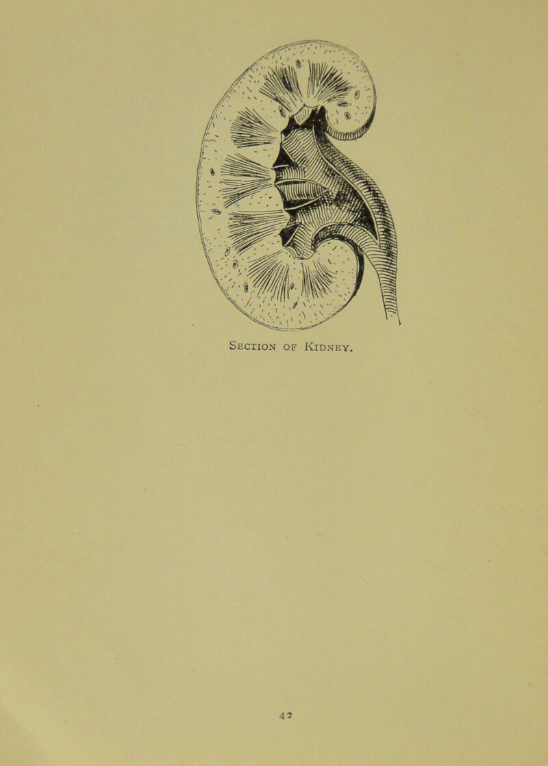 Section of Kidney.