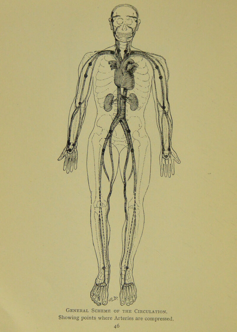 General Scheme of the Circulation. Showing points where Arteries are compressed.