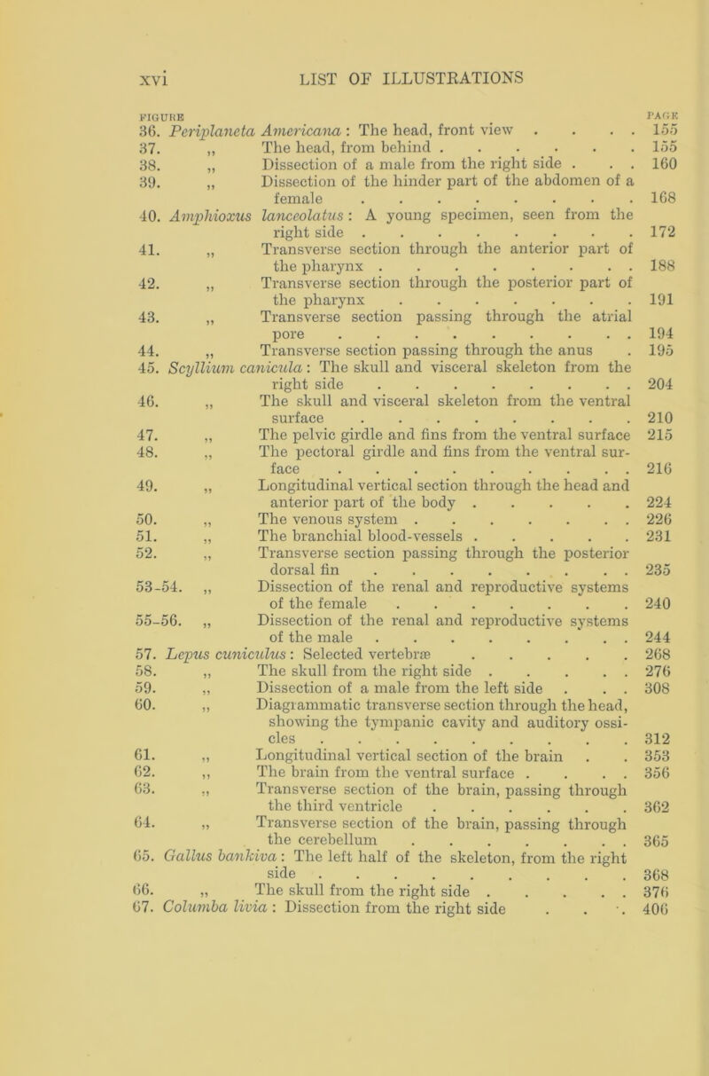FIGURE PACK 36. Periplancta Americana : The head, front view . . . . 155 37. j) The head, from behind 155 38. Dissection of a male from the right side . . . 160 39. j) Dissection of the hinder part of the abdomen of a female ........ 168 40. Amphioxus lanceolatus : A young specimen, seen from the right side 172 41. Transverse section through the anterior part of the pharynx 188 42. >> Transverse section through the posterior part of the pharynx 191 43. >> Transverse section passing through the atrial pore 194 44. »» Transverse section passing through the anus 195 45. Scvllium canicula: The skull and visceral skeleton from the right side ........ 204 46. j) The skull and visceral skeleton from the ventral surface ........ 210 47. The pelvic girdle and fins from the ventral surface 215 48. The pectoral girdle and fins from the ventral sur- face 216 49. >> Longitudinal vertical section through the head and anterior part of the body 224 50. The venous system ....... 226 51. The branchial blood-vessels ..... 231 52. Transverse section passing through the posterior dorsal fin ....... . 235 53-54. Jl Dissection of the renal and reproductive systems of the female ....... 240 55-56. )) Dissection of the renal and reproductive systems of the male ........ 244 57. Lepus cuniculus: Selected vertebras 268 58. ») The skull from the right side 276 59. Dissection of a male from the left side . . . 308 60. Diagrammatic transverse section through the head, showing the tympanic cavity and auditory ossi- cles 312 61. n Longitudinal vertical section of the brain 353 62. The brain from the ventral surface . . . . 356 63. i? Transverse section of the brain, passing through the third ventricle ...... 362 64. Transverse section of the brain, passing through the cerebellum ....... 365 65. Oallus bankiva: The left half of the skeleton, from the right side ......... 368 66. The skull from the right side ..... 376 67. Columba livia : Dissection from the right side 406