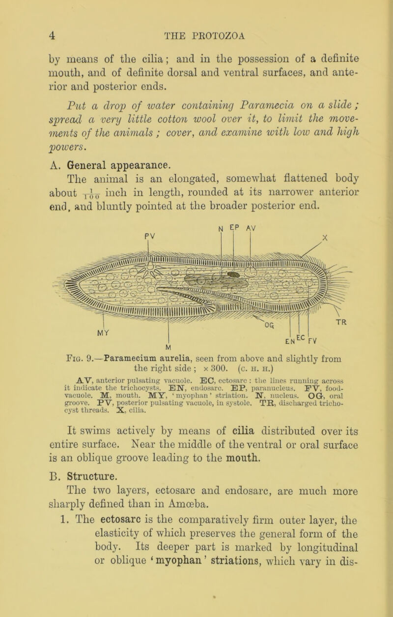 by means of the cilia; and in the possession of a definite mouth, and of definite dorsal and ventral surfaces, and ante- rior and posterior ends. Put a drop of water containing Paramecia on a slide ; spread a very little cotton wool over it, to limit the move- ments of the animals ; cover, and examine with low and high powers. A. General appearance. The animal is an elongated, somewhat flattened body about inch in length, rounded at its narrower anterior end, and bluntly pointed at the broader posterior end. Fig. 9.—Paramecium aurelia, seen from above and slightly from the right side ; x 300. (c. h. h.) AV, anterior pulsating vacuole. EC, ectosarc : the lines running across it indicate the trichocysts. EN, enclosure. EP, paranucleus. FV, food- vacuole. M, mouth. MY, ‘ myophan ’ striation. N. nucleus. OG-, oral groove. P V, posterior pulsating vacuole, in systole. TR, discharged tricho- cyst threads. X, cilia. It swims actively by means of cilia distributed over its entire surface. Near the middle of the ventral or oral surface is an oblique groove leading to the mouth. B. Structure. The two layers, ectosarc and endosarc, are much more sharply defined than in Amoeba. 1. The ectosarc is the comparatively firm outer layer, the elasticity of which preserves the general form of the body. Its deeper part is marked by longitudinal or oblique ‘ myophan ’ striations, which vary in dis-