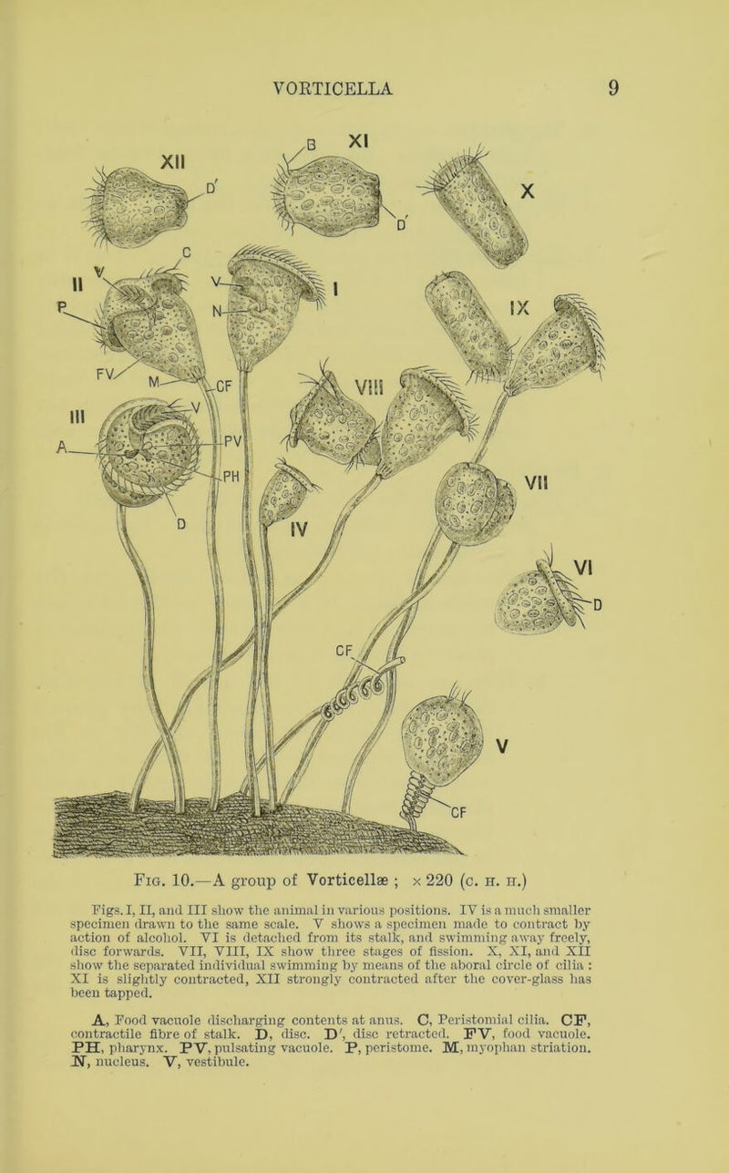 Fig. 10.—A group of Vorticellae ; x 220 (c. h. h.) Figs. I, II, and III show the animal in various positions. IV is a much smaller specimen drawn to the same scale. V shows a specimen made to contract by action of alcohol. VI is detached from its stalk, and swimming away freely, disc forwards. VII, VIII, IX show three stages of fission. X, XI, and xil show the separated individual swimming by means of the aboral circle of cilia : XI is slightly contracted, XII strongly contracted after the cover-glass has been tapped. A, Food vacuole discharging contents at anus. C, Peristomial cilia. CF, contractile fibre of stalk. D, disc. D', disc retracted. FV, food vacuole. PH, pharynx. P V, pulsating vacuole. P, peristome. M, myophan striation. IN', nucleus. V, vestibule.