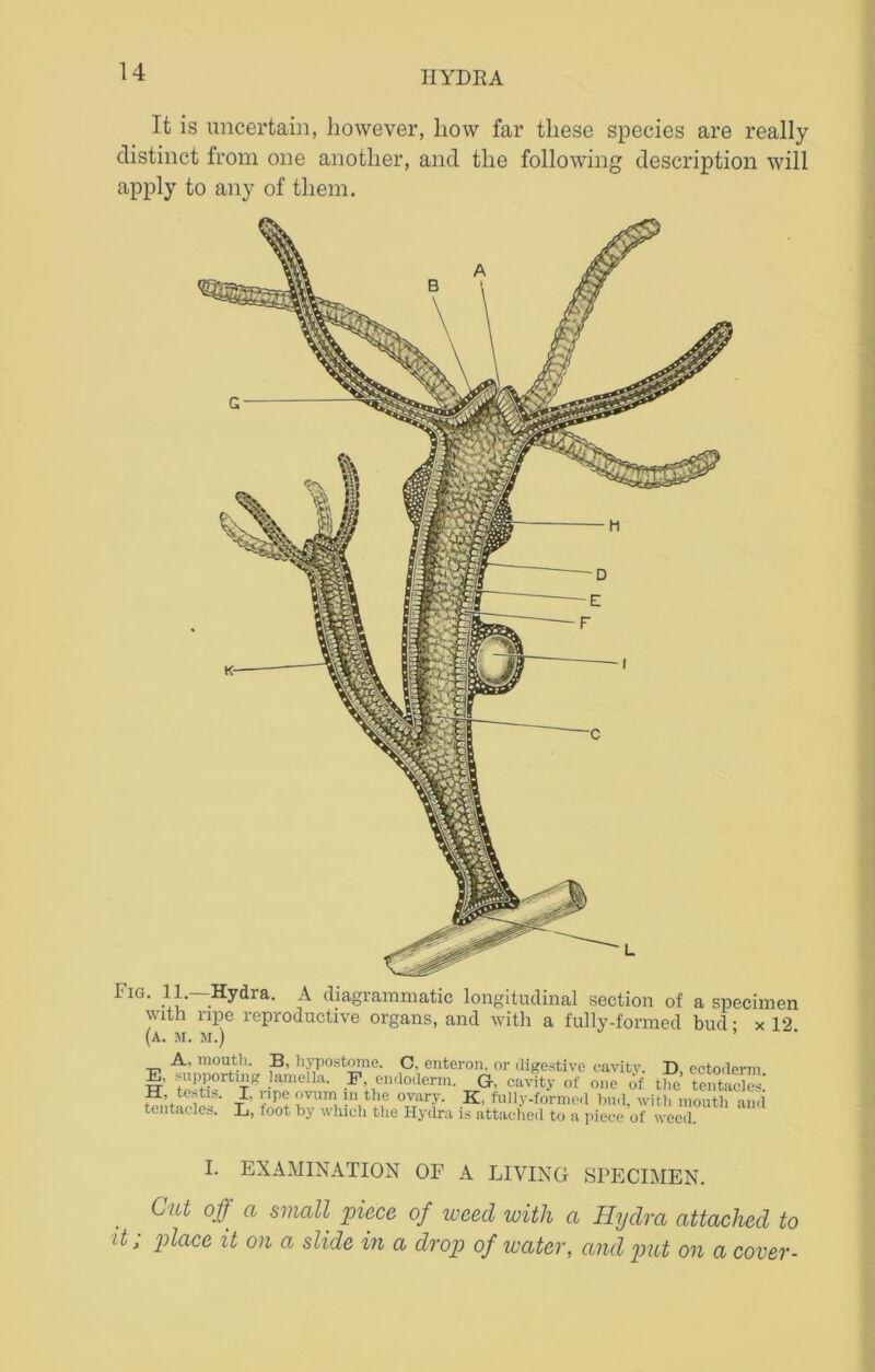 It is uncertain, however, liow far these species are really distinct from one another, and the following description will apply to any of them. Fig. 11.—Hydra. A diagrammatic longitudinal section of a specimen with ripe reproductive organs, and with a fully-formed bud • x 12 (a. m. m.) ’ A, month. B, hypostome. C, enteron, or digestive cavity. D, ectoderm E, supporting lamella. F endoderm. G. cavity of one of the tentacles! il, testis. I, ripe ovum in the ovary. K, fully-formed hud, with mouth and tentacles. L, foot by which the Hydra is attached to a piece of weed. I. EXAMINATION OF A LIVING SPECIMEN. Cut off a small piece of weed with a Hijdra attached to it; place it on a slide in a drop of water, and put on a cover-