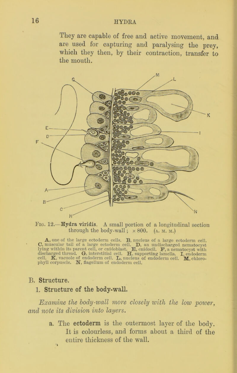 They are capable of free and active movement, and are used for capturing and paralysing the prey, which they then, by their contraction, transfer to the mouth. S d> v i ) K Fig. 12.—Hydra viridis. A small portion of a longitudinal section through the body-wall; x 800. (a. m. m.) A, one of the large ectoderm cells. B, nucleus of a large ectoderm cell. C, muscular tail of a large ectoderm cell. D, an undischarged nematocyst lying within its parent cell, or cnidoblast. E, cnidocil. F, a nematocyst with discharged thread. G, interstitial cell. H, supporting lamella. I, endoderm cell. K, vacuole of endoderm cell. L, nucleus of endoderm cell. M, chloro- phyll corpuscle. N, flagellum of endoderm cell. B. Structure. 1. Structure of the body-wall. Examine the body-wall more closely with the low power, and note its division into layers. a. The ectoderm is the outermost layer of the body. It is colourless, and forms about a third of the entire thickness of the wall.