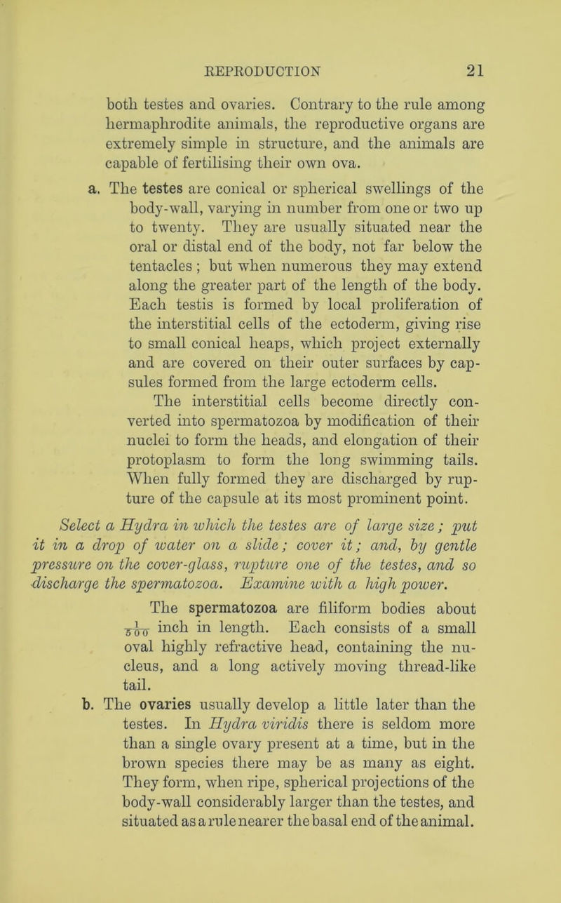 botli testes and ovaries. Contrary to the rule among hermaphrodite animals, the reproductive organs are extremely simple in structure, and the animals are capable of fertilising their own ova. a. The testes are conical or spherical swellings of the body-wall, varying in number from one or two up to twenty. They are usually situated near the oral or distal end of the body, not far below the tentacles ; but when numerous they may extend along the greater part of the length of the body. Each testis is formed by local proliferation of the interstitial cells of the ectoderm, giving rise to small conical heaps, which project externally and are covered on their outer surfaces by cap- sules formed from the large ectoderm cells. The interstitial cells become directly con- verted into spermatozoa by modification of their nuclei to form the heads, and elongation of their protoplasm to form the long swimming tails. When fully formed they are discharged by rup- ture of the capsule at its most prominent point. Select a Hydra in which the testes are of large size ; put it in a drop of ivater on a slide; cover it; and, by gentle pressure on the cover-glass, rupture one of the testes, and so discharge the spermatozoa. Examine with a high power. The spermatozoa are filiform bodies about -g^- inch in length. Each consists of a small oval highly refractive head, containing the nu- cleus, and a long actively moving thread-like tail. b. The ovaries usually develop a little later than the testes. In Hydra viridis there is seldom more than a single ovary present at a time, but in the brown species there may be as many as eight. They form, when ripe, spherical projections of the body-wall considerably larger than the testes, and situated as a rule nearer the basal end of the animal.
