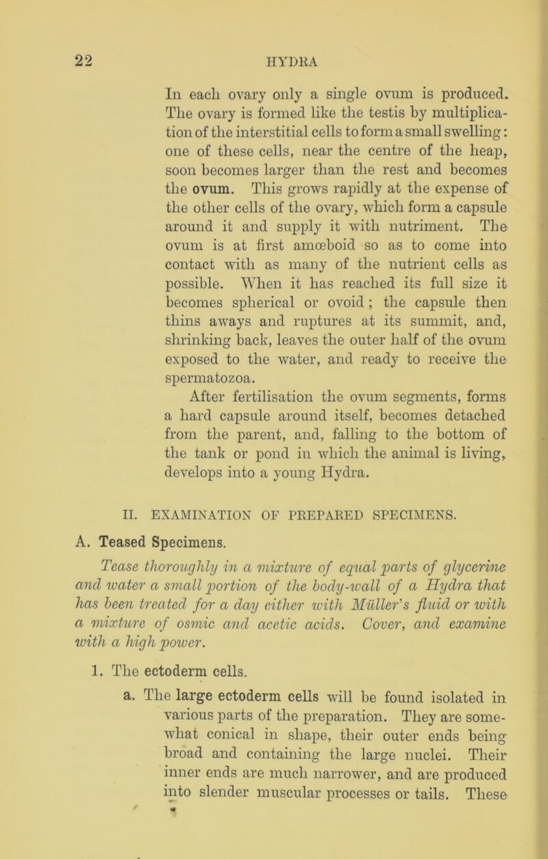 In eacli ovary only a single ovum is produced. The ovary is formed like the testis by multiplica- tion of the interstitial cells to form a small swelling: one of these cells, near the centre of the heap, soon becomes larger than the rest and becomes the ovum. This grows rapidly at the expense of the other cells of the ovary, which form a capsule around it and supply it with nutriment. The ovum is at first amoeboid so as to come into contact with as many of the nutrient cells as possible. When it has reached its full size it becomes spherical or ovoid; the capsule then thins aways and ruptures at its summit, and, shrinking back, leaves the outer half of the ovum exposed to the water, and ready to receive the spermatozoa. After fertilisation the ovum segments, forms a hard capsule around itself, becomes detached from the parent, and, falling to the bottom of tlie tank or pond in which the animal is living, develops into a young Hydra. II. EXAMINATION OF PRErARED SPECIMENS. A. Teased Specimens. Tease thoroughly in a mixture of equal parts of glycerine and water a small portion of the body-wall of a Hydra that has been treated for a day either with Muller's fluid or with a mixture of osmic and acetic acids. Cover, and examine with a high power. 1. The ectoderm cells. a. The large ectoderm cells will be found isolated in various parts of the preparation. They are some- what conical in shape, their outer ends being broad and containing the large nuclei. Their inner ends are much narrower, and are produced into slender muscular processes or tails. These