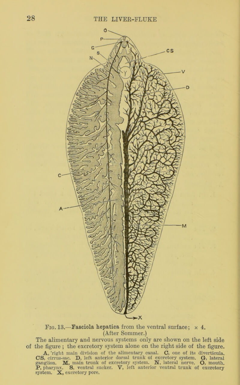 Fig. 13.—Fasciola hepatica from the ventral surface; x 4. (After Sommer.) The alimentary and nervous systems only are shown on the left side of the figure ; the excretory system alone on the right side of the figure. A, 'right main division of the alimentary canal. C, one of its diverticula. CS, cirrus-sac. D, left anterior dorsal trunk of excretory system. G, lateral ganglion. M, main trunk of excretory system. N, lateral nerve. O, mouth. P, pharynx. S, ventral sucker. V, left anterior ventral trunk of excretory system. X, excretory pore.