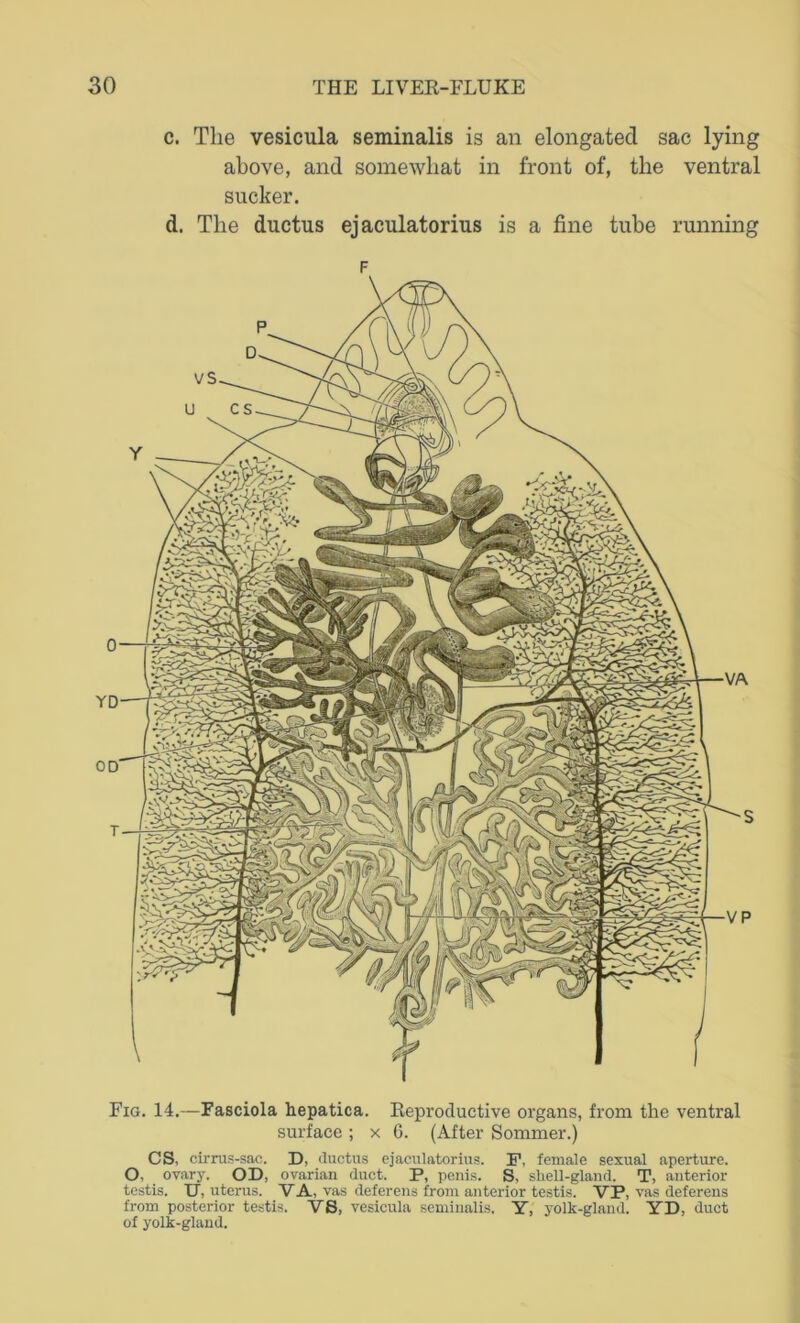 c. The vesicula seminalis is an elongated sac lying above, and somewhat in front of, the ventral sucker. d. The ductus ejaculatorius is a fine tube running Fig. 14.—Fasciola hepatica. Reproductive organs, from the ventral surface ; x 6. (After Sommer.) CS, cirrus-sac. D, ductus ejaculatorius. F. female sexual aperture. O. ovary. OD, ovarian duct. P, penis. S, shell-gland. T, anterior testis. U, uterus. V A, vas deferens from anterior testis. VP, vas deferens from posterior testis. VS, vesicula seminalis. Y, yolk-gland. YD, duct of yolk-gland.