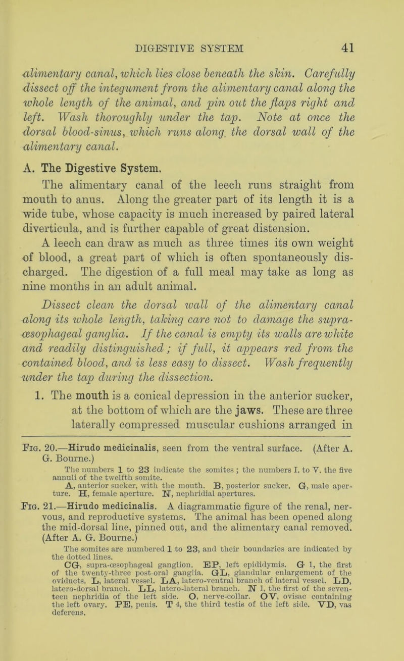 alimentary canal, which lies close beneath the shin. Carefully dissect off the integument from the alimentary canal along the whole length of the animal, and pin out the flaps right and left. Wash thoroughly under the tap. Note at once the dorsal blood-sinus, which runs along, the dorsal wall of the alimentary canal. A. The Digestive System. The alimentary canal of the leech runs straight from mouth to anus. Along the greater part of its length it is a wide tube, whose capacity is much increased by paired lateral diverticula, and is further capable of great distension. A leech can draw as much as three times its own weight of blood, a great part of which is often spontaneously dis- charged. The digestion of a full meal may take as long as nine months in an adult animal. Dissect clean the dorsal wall of the alimentary canal along its whole length, taking care not to damage the supra- cesophageal ganglia. If the canal is empty its trails are white and readily distinguished; if full, it appears red from the contained blood, and is less easy to dissect. Wash frequently under the tap during the dissection. 1. The mouth is a conical depression in the anterior sucker, at the bottom of which are the jaws. These are three laterally compressed muscular cushions arranged in Fig. 20.—Hirudo medicinalis, seen from the ventral surface. (After A. G. Bourne.) The numbers 1 to 23 indicate the somites ; the numbers I. to V. the five anuuli of the twelfth somite. A, anterior sucker, with the mouth. B, posterior sucker. G, male aper- ture. H, female aperture. II, nephridial apertures. Fig. 21.—Hirudo medicinalis. A diagrammatic figure of the renal, ner- vous, and reproductive systems. The animal has been opened along the mid-dorsal line, pinned out, and the alimentary canal removed. (After A. G. Bourne.) The somites are numbered 1 to 23, aud their boundaries are indicated by the dotted lines. CG, supra-cesophageal ganglion. BP, left epididymis. G 1, the first of the twenty-three post-oral ganglia. GL, glandular enlargement of the oviducts. L, lateral vessel. LA, latero-ventral branch of lateral vessel. LB, latero-dorsal branch. LL, latero-lateral branch. H 1, the first of the seven- teen nephridia of the left side. O, nerve-collar. OV, ovisac containing the left ovary. PE, penis. T 4, the third testis of the left side. VD, vas deferens.