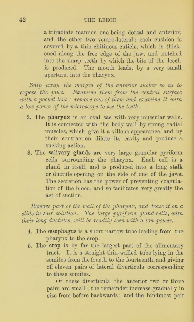 a triradiate manner, one being dorsal and anterior, and the other two ventro-lateral : each cushion is covered by a thin cliitinous cuticle, which is thick- ened along the free edge of the jaw, and notched into the sharp teeth by which the bite of the leech is produced. The mouth leads, by a very small aperture, into the pharynx. Snip away the margin of the anterior sucker so as to expose the jaws. Examine them from the ventral surface icith a pocket lens : remove one of them and examine it with a low power of the microscope to see the teeth. 2. The pharynx is an oval sac with very muscular walls. It is connected with the body-wall by strong radial muscles, which give it a villous appearance, and by their contraction dilate its cavity and produce a sucking action. 3. The salivary glands are very large granular pyriform cells surrounding the pharynx. Each cell is a gland in itself, and is produced into a long stalk or ductule opening on the side of one of the jaws. The secretion has the power of preventing coagula- tion of the blood, and so facilitates very greatly the act of suction. Bemove part of the ivall of the pharynx, and tease it on a slide in salt solution. The large pyriform gland-cells, with their long ductules, loill he readily seen with a low poiver. 4. The oesophagus is a short narrow tube leading from the pharynx to the crop. 5. The crop is by far the largest part of the alimentary tract. It is a straight tliin-walled tube lying in the somites from the fourth to the fourteenth, and giving off eleven pairs of lateral diverticula corresponding to these somites. Of these diverticula the anterior two or three pairs are small; the remainder increase gradually in size from before backwards ; and the hindmost pair