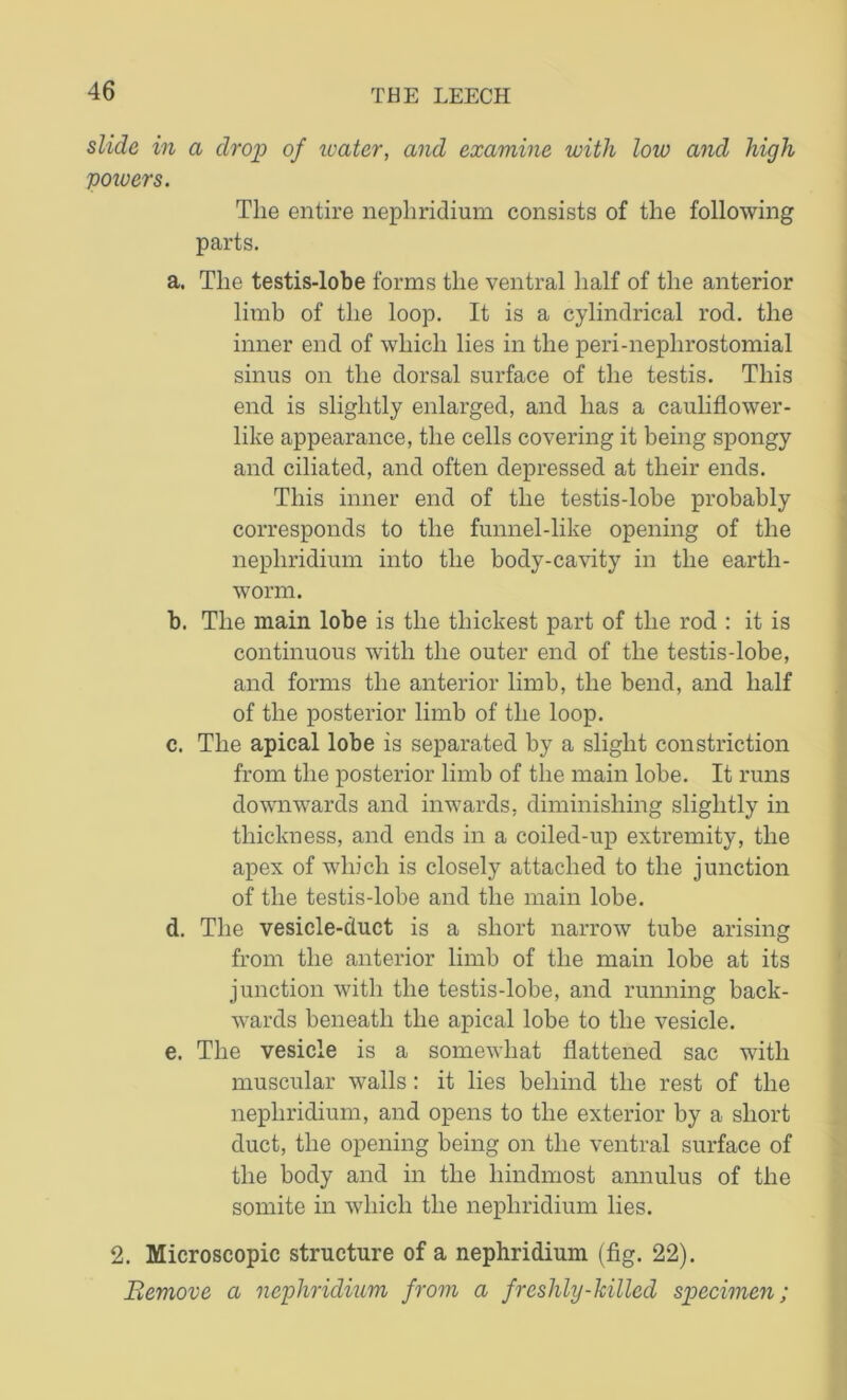 slide in a drop of ivater, and examine with low and high voiuers. The entire nephridium consists of the following parts. a. The testis-lobe forms the ventral half of the anterior limb of the loop. It is a cylindrical rod. the inner end of which lies in the peri-nephrostomial sinus on the dorsal surface of the testis. This end is slightly enlarged, and has a cauliflower- like appearance, the cells covering it being spongy and ciliated, and often depressed at their ends. This inner end of the testis-lobe probably corresponds to the funnel-like opening of the nephridium into the body-cavity in the earth- worm. b. The main lobe is the thickest part of the rod : it is continuous with the outer end of the testis-lobe, and forms the anterior limb, the bend, and half of the posterior limb of the loop. c. The apical lobe is separated by a slight constriction from the posterior limb of the main lobe. It runs downwards and inwards, diminishing slightly in thickness, and ends in a coiled-up extremity, the apex of which is closely attached to the junction of the testis-lobe and the main lobe. d. The vesicle-duct is a short narrow tube arising from the anterior limb of the main lobe at its junction with the testis-lobe, and running back- wards beneath the apical lobe to the vesicle. e. The vesicle is a somewhat flattened sac with muscular walls: it lies behind the rest of the nephridium, and opens to the exterior by a short duct, the opening being on the ventral surface of the body and in the hindmost annulus of the somite in which the nephridium lies. 2. Microscopic structure of a nephridium (fig. 22). Remove a nephridium from a freshly-hilled specimen;