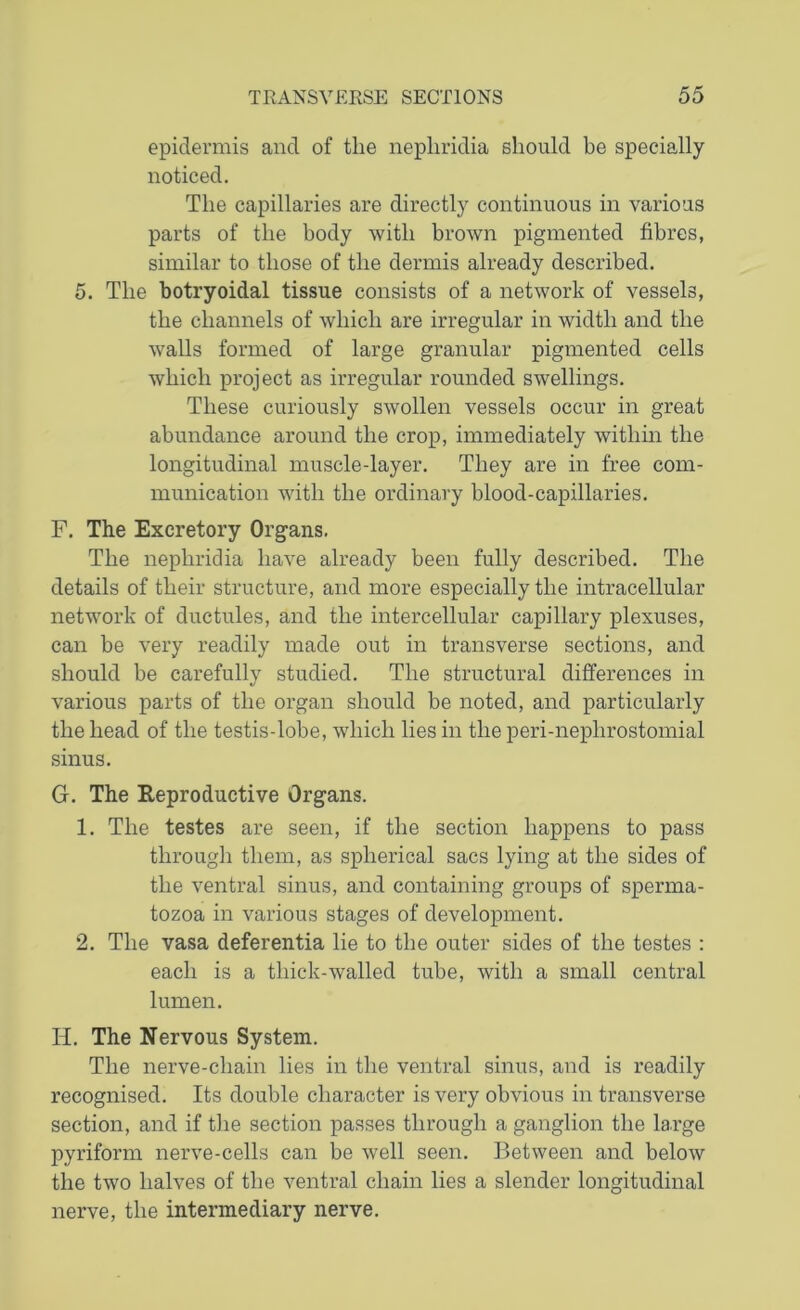 epidermis and of the nepliridia should be specially noticed. The capillaries are directly continuous in various parts of the body with brown pigmented fibres, similar to those of the dermis already described. 5. The botryoidal tissue consists of a network of vessels, the channels of which are irregular in width and the walls formed of large granular pigmented cells which project as irregular rounded swellings. These curiously swollen vessels occur in great abundance around the crop, immediately within the longitudinal muscle-layer. They are in free com- munication with the ordinary blood-capillaries. F. The Excretory Organs. The nepliridia have already been fully described. The details of their structure, and more especially the intracellular network of ductules, and the intercellular capillary plexuses, can be very readily made out in transverse sections, and should be carefully studied. The structural differences in various parts of the organ should be noted, and particularly the head of the testis-lobe, which lies in the peri-neplirostomial sinus. G. The Reproductive Organs. 1. The testes are seen, if the section happens to pass through them, as spherical sacs lying at the sides of the ventral sinus, and containing groups of sperma- tozoa in various stages of development. 2. The vasa deferentia lie to the outer sides of the testes : each is a thick-walled tube, with a small central lumen. IT. The Nervous System. The nerve-chain lies in the ventral sinus, and is readily recognised. Its double character is very obvious in transverse section, and if the section passes through a ganglion the large pyriform nerve-cells can be well seen. Between and below the two halves of the ventral chain lies a slender longitudinal nerve, the intermediary nerve.