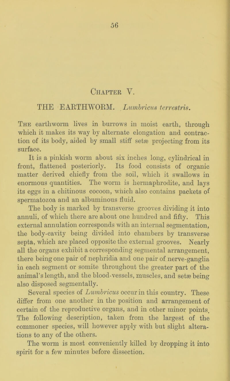 Chapter V. THE EARTHWORM. Lumbricus terrestris. The earthworm lives in burrows in moist earth, through which it makes its way by alternate elongation and contrac- tion of its body, aided by small stiff set® projecting from its surface. It is a pinkish worm about six inches long, cylindrical in front, flattened posteriorly. Its food consists of organic matter derived chiefly from the soil, which it swallows in enormous quantities. The worm is hermaphrodite, and lays its eggs in a cliitinous cocoon, which also contains packets of spermatozoa and an albuminous fluid. The body is marked by transverse grooves dividing it into annuli, of which there are about one hundred and fifty. This external annulation corresponds with an internal segmentation, the body-cavity being divided into chambers by transverse septa, which are placed opposite the external grooves. Nearly all the organs exhibit a corresponding segmental arrangement, there being one pair of nephridia and one pair of nerve-ganglia in each segment or somite throughout the greater part of the animal’s length, and the blood-vessels, muscles, and set® being also disposed segmentally. Several species of Lumbricus occur in this country. These differ from one another in the position and arrangement of certain of the reproductive organs, and in other minor points. The following description, taken from the largest of the commoner species, will however apply with but slight altera- tions to any of the others. The worm is most conveniently killed by dropping it into spirit for a few minutes before dissection.