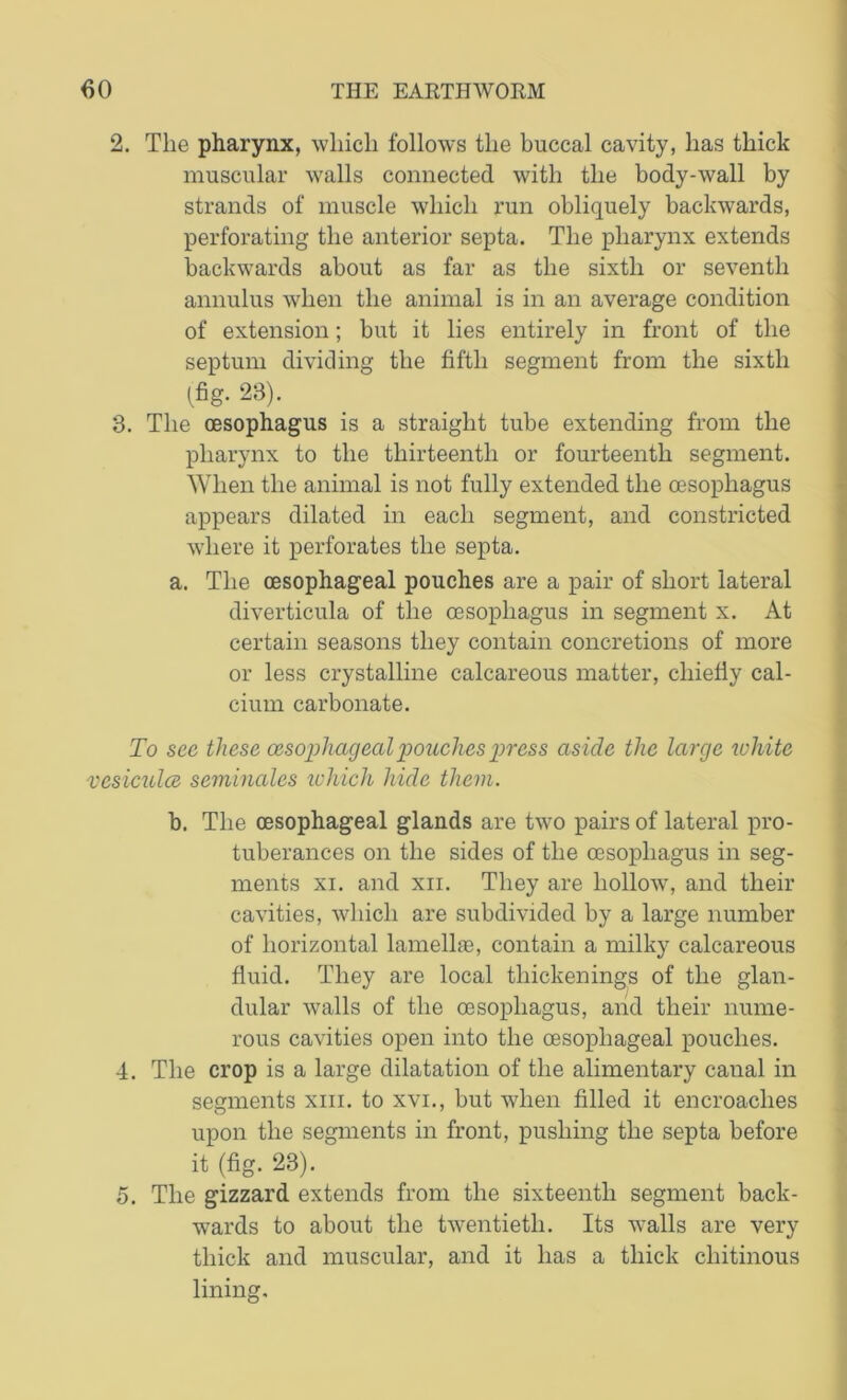 2. The pharynx, which follows the buccal cavity, has thick muscular walls connected with the body-wall by strands of muscle which run obliquely backwards, perforating the anterior septa. The pharynx extends backwards about as far as the sixth or seventh annulus when the animal is in an average condition of extension; but it lies entirely in front of the septum dividing the fifth segment from the sixth (fig. 28). 3. The oesophagus is a straight tube extending from the pharynx to the thirteenth or fourteenth segment. When the animal is not fully extended the oesophagus appears dilated in each segment, and constricted where it perforates the septa. a. The oesophageal pouches are a pair of short lateral diverticula of the oesophagus in segment x. At certain seasons they contain concretions of more or less crystalline calcareous matter, chiefly cal- cium carbonate. To see these oesophageal pouches press aside the large white vesiculce seminales which hide them. b. The oesophageal glands are two pairs of lateral pro- tuberances on the sides of the oesophagus in seg- ments xi. and xii. They are hollow, and their cavities, which are subdivided by a large number of horizontal lamellae, contain a milky calcareous fluid. They are local thickenings of the glan- dular walls of the oesophagus, and their nume- rous cavities open into the oesophageal pouches. 4. The crop is a large dilatation of the alimentary canal in segments xm. to xvi., but when filled it encroaches upon the segments in front, pushing the septa before it (fig. 23). 5. The gizzard extends from the sixteenth segment back- wards to about the twentieth. Its walls are very thick and muscular, and it has a thick cliitinous lining.