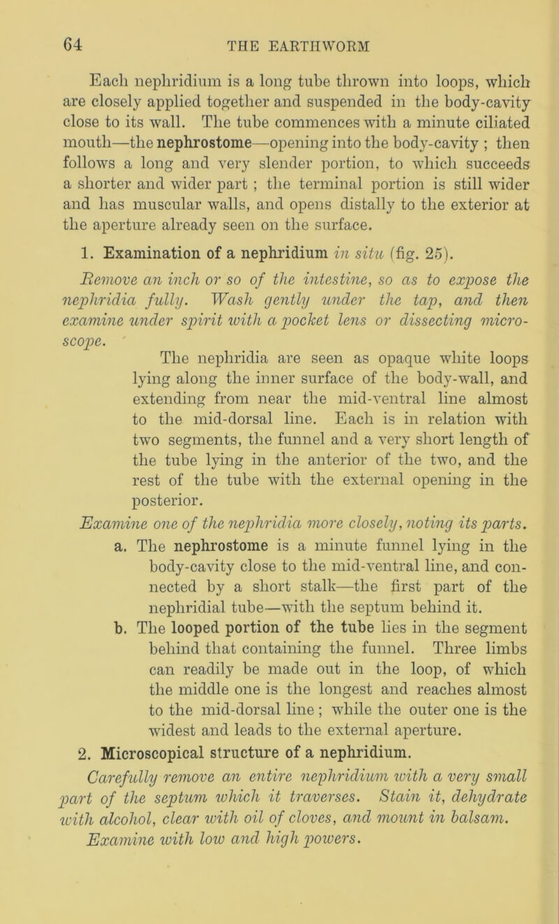 Each nepliridium is a long tube thrown into loops, which are closely applied together and suspended in the body-cavity close to its wall. The tube commences with a minute ciliated mouth—the nephrostome—opening into the body-cavity ; then follows a long and very slender portion, to which succeeds a shorter and wider part ; the terminal portion is still wider and has muscular walls, and opens distally to the exterior at the aperture already seen on the surface. 1. Examination of a nepliridium in situ (fig. 25). Remove an inch or so of the intestine, so as to expose the nephridia fully. Wash gently under the tap, and then examine under spirit with a pocket lens or dissecting micro- scope. The nephridia are seen as opaque white loops lying along the inner surface of the body-wall, and extending from near the mid-ventral line almost to the mid-dorsal line. Each is in relation with two segments, the funnel and a very short length of the tube lying in the anterior of the two, and the rest of the tube with the external opening in the posterior. Examine one of the nephridia more closely, noting its parts. a. The nephrostome is a minute funnel lying in the body-cavity close to the mid-ventral line, and con- nected by a short stalk—the first part of the nepliridial tube—with the septum behind it. b. The looped portion of the tube lies in the segment behind that containing the funnel. Three limbs can readily be made out in the loop, of which the middle one is the longest and reaches almost to the mid-dorsal line ; while the outer one is the widest and leads to the external aperture. 2. Microscopical structure of a nepliridium. Carefully remove an entire nepliridium with a very small part of the septum which it traverses. Stain it, dehydrate with alcohol, clear with oil of cloves, and mount in balsam. Examine ivith loro and high powers.