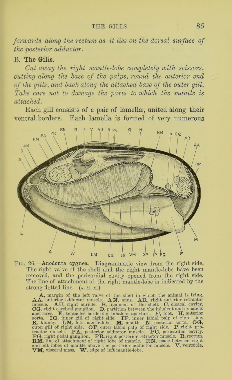 forwards along the rectum as it lies on the dorsal surface of the posterior adductor. B. The Gilis. Cut atoay the right mantle-lobe completely with scissors, cutting along the base of the palps, round the anterior end of the gills, and back along the attached base of the outer gill. Take care not to damage the parts to which the mantle is attached. Each gill consists of a pair of lamellae, united along their ventral borders. Each lamella is formed of very numerous Fig. 26.—Anodonta cygnea. Diagrammatic view from the right side. The right valve of the shell and the right mantle-lobe have been removed, and the pericardial cavity opened from the right side. The line of attachment of the right mantle-lobe is indicated by the strong dotted line. (a. m. m.) A, margin of the left valve of the shell in which the animal is lying. AA. anterior adductor muscle. AN, anus. AR, right anterior retractor muscle. AU, right auricle. B, ligament of the shell. C, cloacal cavity. CG, right cerebral ganglion. D, partition between the inhalent and exhalent apertures. E, tentacles bordering inhalent aperture. P, foot. H, anterior aorta. IG, inner gill of right side. IP, inner labial palp of right side. K, kidney. LM, left mantle-lobe. M, mouth. N. posterior aorta. OG, outer gill of right side. OP, outer labial palp of right side. P, right pro- tractor muscle. PA, posterior adductor muscle. PC, pericardial cavity. PG, right pedal ganglion. PR, right posterior retractor muscle. R, rectum. RM, line of attachment of right lobe of mantle. RN, space between right and left lobes of mantle above the posterior adductor muscle. V, ventricle. VM, visceral mass. W, edge of left mantle-lobe.