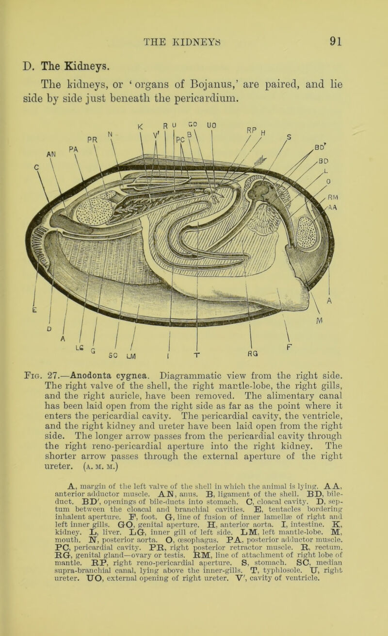 D. The Kidneys. The kidneys, or ‘ organs of Bojanus,’ are paired, and lie side by side just beneath the pericardium. Eig. 27.—Anodonta cygnea. Diagrammatic view from the right side. The right valve of the shell, the right mactle-lobe, the right gills, and the right auricle, have been removed. The alimentary canal has been laid open from the right side as far as the point where it enters the pericardial cavity. The pericardial cavity, the ventricle, and the right kidney and ureter have been laid open from the right side. The longer arrow passes from the pericardial cavity through the right reno-pericardial aperture into the right kidney. The shorter arrow passes through the external aperture of the right ureter, (a. m. si.) A, margin of the left valve of the shell in which the animal is lying. AA, anterior adductor muscle. AN, anus. B, ligament of the shell. BD, bile- duct. BD', openings of bile-ducts into stomach. C, cloacal cavity. D, sep- tum between the cloacal and branchial cavities. E, tentacles bordering inlialent aperture. F, foot. G, line of fusion of inner lamellae of right and left inner gills. GO, genital aperture. H, anterior aorta. I, intestine. K, kidney. L, liver. LG, inner gill of left side. LM, left mantle-lobe. M, mouth. N, posterior aorta. O, oesophagus. PA, posterior adductor muscle. PC, pericardial cavity. PE, right posterior retractor muscle. B., rectum. RG, genital gland—ovary or testis. RM, line of attachment of right lobe of mantle. RP, right reno-pericardial aperture. S, stomach. SC, median supra-branchial canal, lying above the inner-gills. T, typhlosole. U, right ureter. UO, external opening of right ureter. V', cavity of ventricle.
