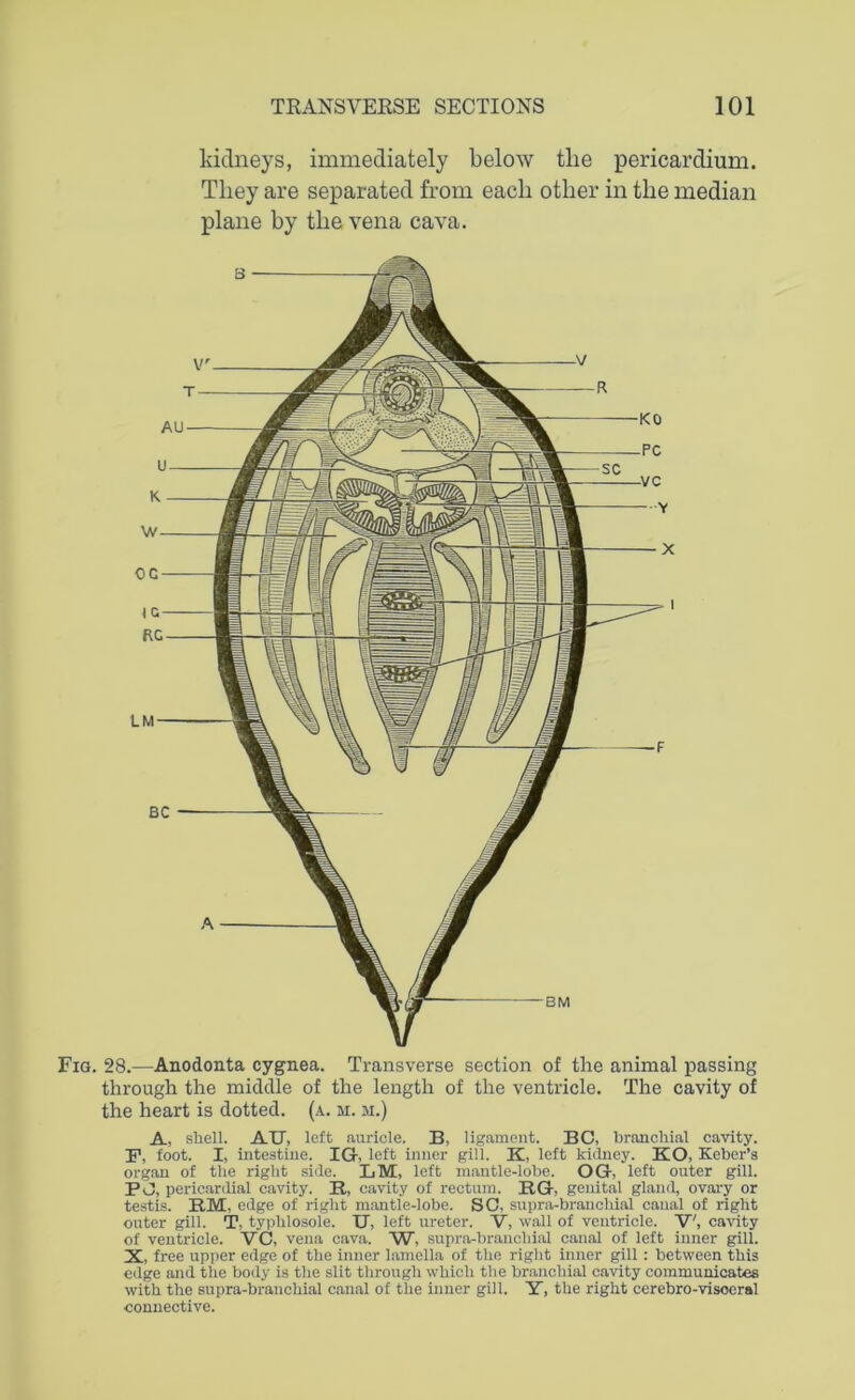 kidneys, immediately below tlie pericardium. They are separated from each other in the median plane by the vena cava. Fig. 28.—Anodonta cygnea. Transverse section of the animal passing through the middle of the length of the ventricle. The cavity of the heart is dotted, (a. m. m.) A, shell. AIT, left auricle. B, ligament. BC, branchial cavity. F, foot. I, intestine. IQ, left inner gill. K, left kidney. KO, Keber’s organ of the right side. LM, left mantle-lobe. OG, left outer gill. PC, pericardial cavity. B,, cavity of rectum. B.G, genital gland, ovary or testis. B.M, edge of right mantle-lobe. SC, supra-branchial canal of right outer gill. T, typhlosole. IT, left ureter. V, wall of ventricle. V', cavity of ventricle. VC, vena cava. W, supra-branchial canal of left inner gill. X, free upper edge of the inner lamella of the right inner gill : between this edge and the body is the slit through which the branchial cavity communicates with the supra-branchial canal of the inner gill. Y, the right cerebro-visoeral connective.