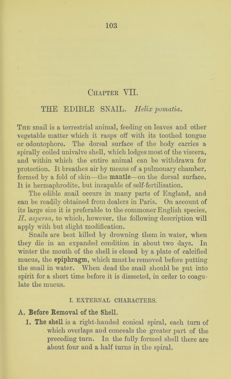 Chapter VII. THE EDIBLE SNAIL. Helix pomatia. The snail is a terrestrial animal, feeding on leaves and other vegetable matter -which it rasps off with its toothed tongue or odontophore. The dorsal surface of the body carries a spirally coiled univalve shell, which lodges most of the viscera, and within which the entire animal can he withdrawn for protection. It breathes air by means of a pulmonary chamber, formed by a fold of skin—the mantle—on the dorsal surface. It is hermaphrodite, but incapable of self-fertilisation. The edible snail occurs in many parts of England, and can be readily obtained from dealers in Paris. On account of its large size it is preferable to the commoner English species, II. aspersa, to which, however, the following description will apply with but slight modification. Snails are best killed by drowning them in water, when they die in an expanded condition in about two days. In winter the mouth of the shell is closed by a plate of calcified mucus, the epiphragm, which must be removed before putting the snail in water. When dead the snail should be put into spirit for a short time before it is dissected, in order to coagu- late the mucus. I. EXTERNAL CHARACTERS. A. Before Removal of the Shell. 1. The shell is a right-handed conical spiral, each turn of which overlaps and conceals the greater part of the preceding turn. In the fully formed shell there are about four and a half turns in the spiral.