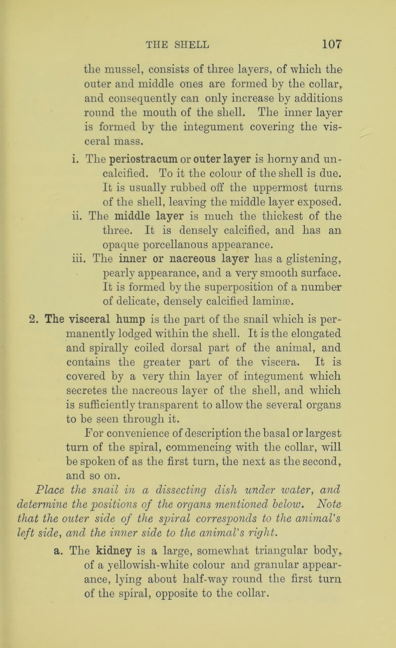 the mussel, consists of three layers, of which the outer and middle ones are formed by the collar, and consequently can only increase by additions round the mouth of the shell. The inner layer is formed by the integument covering the vis- ceral mass. i. The periostracum or outer layer is horny and un- calcified. To it the colour of the shell is due. It is usually rubbed off the uppermost turns of the shell, leaving the middle layer exposed. ii. The middle layer is much the thickest of the three. It is densely calcified, and has an opaque porcellanous appearance. iii. The inner or nacreous layer has a glistening, pearly appearance, and a very smooth surface. It is formed by the superposition of a number of delicate, densely calcified laminae. 2. The visceral hump is the part of the snail which is per- manently lodged within the shell. It is the elongated and spirally coiled dorsal part of the animal, and contains the greater part of the viscera. It is covered by a very thin layer of integument which secretes the nacreous layer of the shell, and which is sufficiently transparent to allow the several organs to be seen through it. For convenience of description the basal or largest turn of the spiral, commencing with the collar, will be spoken of as the first turn, the next as the second, and so on. Place the snail in a dissecting dish under water, and determine the positions of the organs mentioned below. Note that the outer side of the spiral corresponds to the animaVs left side, and the inner side to the animal's right. a. The kidney is a large, somewhat triangular body, of a yellowish-white colour and granular appear- ance, lying about half-way round the first turn of the spiral, opposite to the collar.