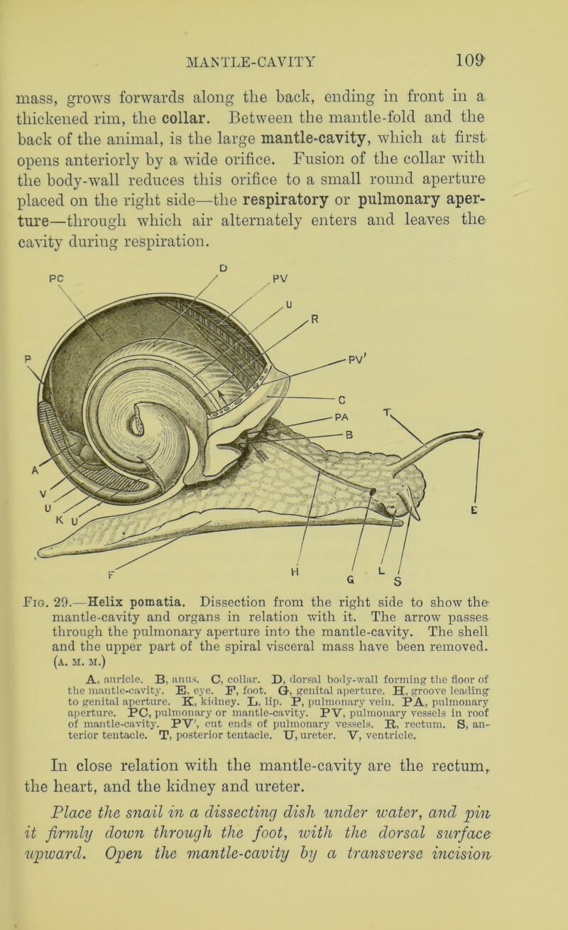 mass, grows forwards along the back, ending in front in a thickened rim, the collar. Between the mantle-fold and the back of the animal, is the large mantle-cavity, which at first opens anteriorly by a wide orifice. Fusion of the collar with the body-wall reduces this orifice to a small round aperture placed on the right side—the respiratory or pulmonary aper- ture—through which air alternately enters and leaves the cavity during respiration. Eig. 29.—Helix pomatia. Dissection from the right side to show the mantle-cavity and organs in relation with it. The arrow passes through the pulmonary aperture into the mantle-cavity. The shell and the upper part of the spiral visceral mass have been removed. (a. m. m.) A, auricle. B, anus. C, collar. D, dorsal body-wall forming the floor of the mantle-cavity. E. eye. F, foot. G-, genital aperture. H, groove leading to genital aperture. K. kidney. L, lip. P, pulmonary vein. PA, pulmonary aperture. PC, pulmonary or mantle-cavity. PV, pulmonary vessels in roof of mantle-cavity. PV', cut ends of pulmonary vessels. R. rectum. S, an- terior tentacle. T, posterior tentacle. U, ureter. V, ventricle. In close relation with the mantle-cavity are the rectum, the heart, and the kidney and ureter. Place the snail in a dissecting dish under ivater, and pin it firmly down through the foot, with the dorsal surface upward. Open the mantle-cavity by a transverse incision