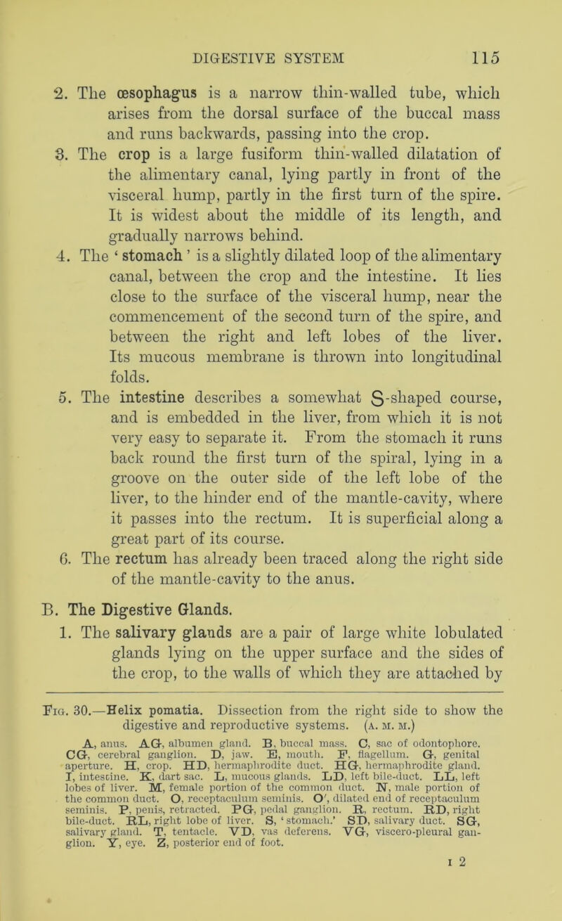 2. The oesophagus is a narrow thin-walled tube, which arises from the dorsal surface of the buccal mass and runs backwards, passing into the crop. 3. The crop is a large fusiform tliin-walled dilatation of the alimentary canal, lying partly in front of the visceral hump, partly in the first turn of the spire. It is widest about the middle of its length, and gradually narrows behind. 4. The ‘ stomach ’ is a slightly dilated loop of the alimentary canal, between the crop and the intestine. It lies close to the surface of the visceral hump, near the commencement of the second turn of the spire, and between the right and left lobes of the liver. Its mucous membrane is thrown into longitudinal folds. 5. The intestine describes a somewhat 3‘s^iaPe^ course, and is embedded in the liver, from which it is not very easy to separate it. From the stomach it runs back round the first turn of the spiral, lying in a groove on the outer side of the left lobe of the liver, to the hinder end of the mantle-cavity, where it passes into the rectum. It is superficial along a great part of its course. G. The rectum has already been traced along the right side of the mantle-cavity to the anus. B. The Digestive Glands. 1. The salivary glands are a pair of large white lobulated glands lying on the upper surface and the sides of the crop, to the walls of which they are attached by Eia. 30.—Helix pomatia. Dissection from the right side to show the digestive and reproductive systems, (a. m. m.) A, anus. AG, albumen gland. B, buccal mass. C, sac of odontophore. CG, cerebral ganglion. D, jaw. E, mouth. P. flagellum. G, genital aperture. H, crop. HD, hermaphrodite duct. HG, hermaphrodite gland. I, intescine. K, dart sac. L, mucous glands. LD, left bile-duct. LL, left lobes of liver. M, female portion of the common duct. N, male portion of the common duct. O, receptaculum seminis. O', dilated end of receptaculum seminis. P, penis, retracted. PG, pedal ganglion. R, rectum. RD, right bile-duct. RL, right lobe of liver. S,‘stomach.’ SD, salivary duct. SG, salivary gland. T, tentacle. VD, vas deferens. VG, viscero-pleural gan- glion. Y, eye. Z, posterior end of foot.