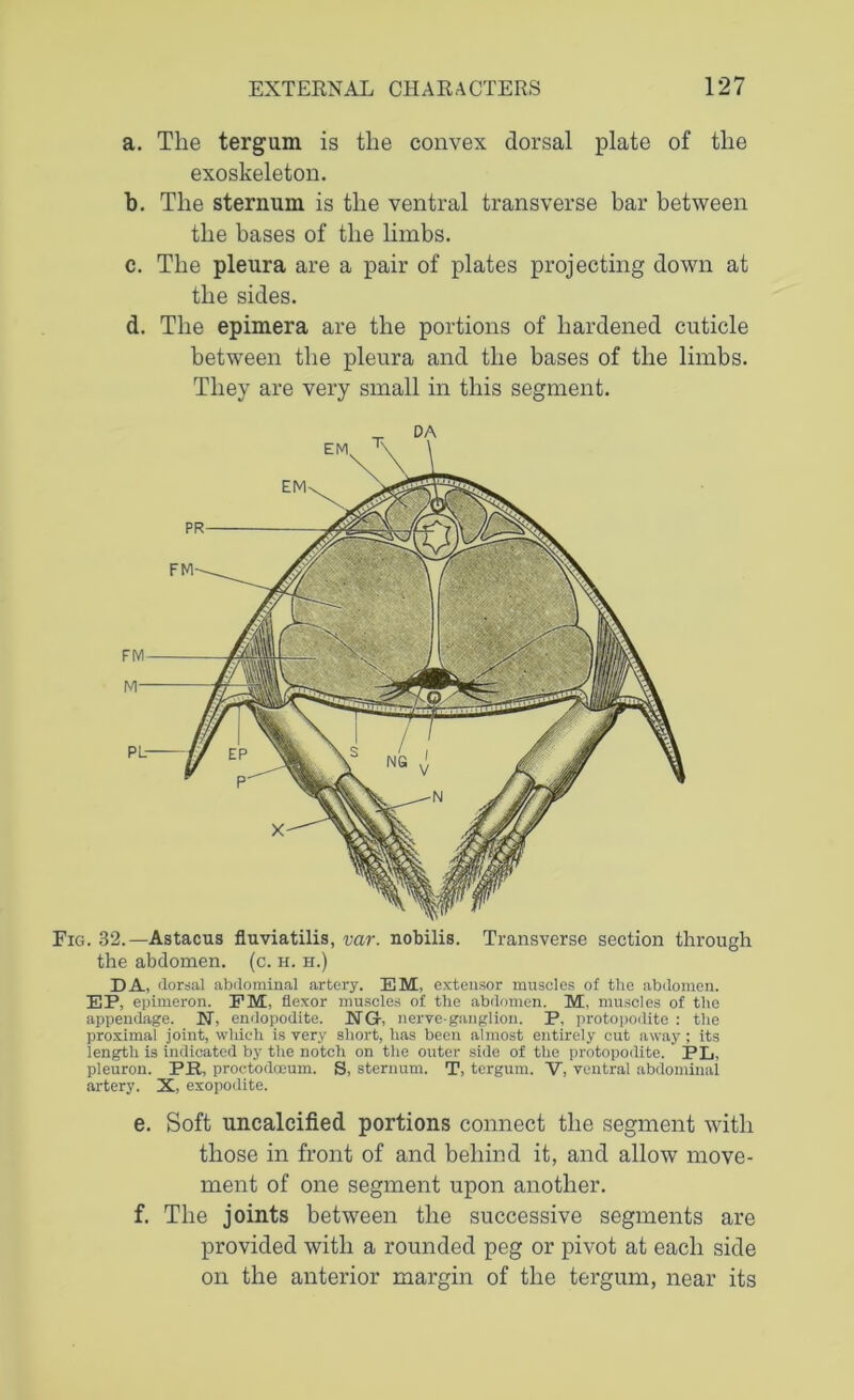 a. The tergum is the convex dorsal plate of the exoskeleton. b. The sternum is the ventral transverse bar between the bases of the limbs. c. The pleura are a pair of plates projecting down at the sides. d. The epimera are the portions of hardened cuticle between the pleura and the bases of the limbs. They are very small in this segment. Fig. 32.—Astacus fluviatilis, var. nobilis. Transverse section through the abdomen, (c. h. h.) DA, dorsal abdominal artery. EM, extensor muscles of the abdomen. EP, epimeron. PM, flexor muscles of the abdomen. M, muscles of the appendage. N, endopodite. JNTG-, nerve-ganglion. P, protopodite : the proximal joint, which is very short, has been almost entirely cut away; its length is indicated by the notch on the outer side of the protopodite. PL, pleuron. PE, proctodceum. S, sternum. T, tcrgum. V, ventral abdominal artery. X, exopodite. e. Soft uncalcified portions connect the segment with those in front of and behind it, and allow move- ment of one segment upon another. f. The joints between the successive segments are provided with a rounded peg or pivot at each side on the anterior margin of the tergum, near its