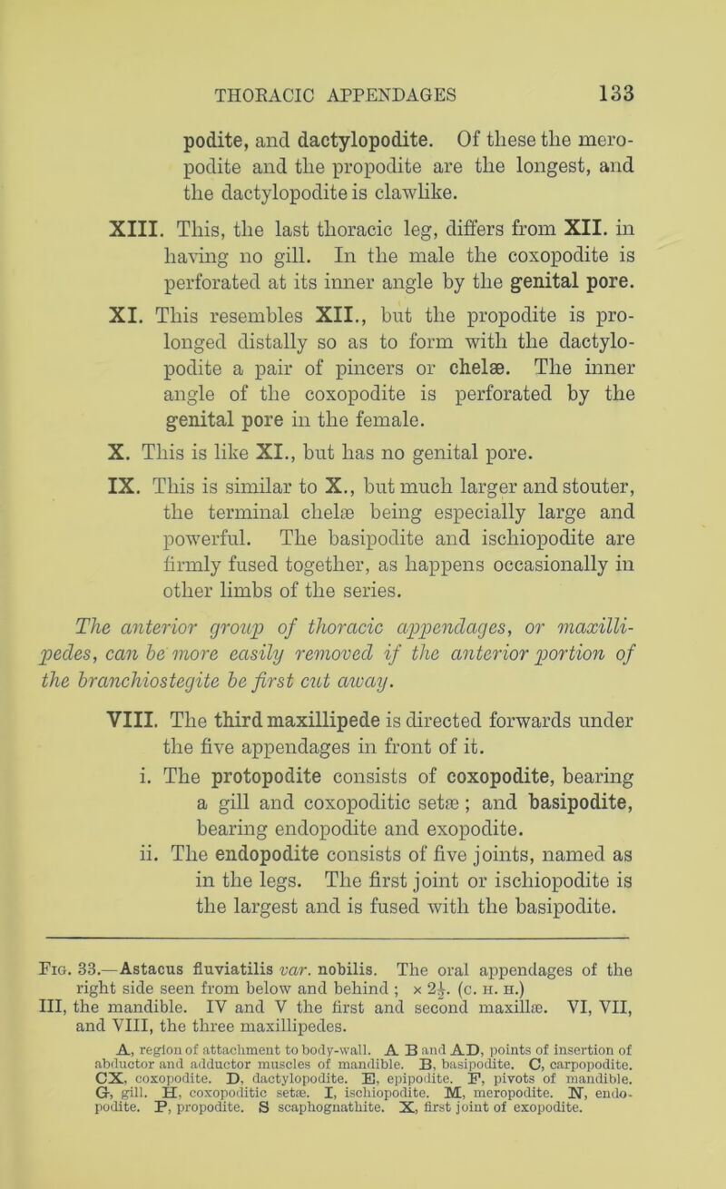 podite, and dactylopodite. Of these the mero- podite and the propodite are the longest, and the dactylopodite is clawlike. XIII. This, the last thoracic leg, differs from XII. in having no gill. In the male the coxopodite is perforated at its inner angle by the genital pore. XI. This resembles XII., but the propodite is pro- longed distally so as to form with the dactylo- podite a pair of pincers or chelae. The inner angle of the coxopodite is perforated by the genital pore in the female. X. This is like XI., but has no genital pore. IX. This is similar to X., but much larger and stouter, the terminal chelae being especially large and powerful. The basipodite and ischiopodite are firmly fused together, as happens occasionally in other limbs of the series. The anterior group of thoracic appendages, or maxilli- 2>edes, can he more easily removed if the anterior portion of the branchiostegite he first cut away. VIII. The third maxillipede is directed forwards under the five appendages in front of it. i. The protopodite consists of coxopodite, bearing a gill and coxopoditic setae; and basipodite, bearing endopodite and exopodite. ii. The endopodite consists of five joints, named as in the legs. The first joint or ischiopodite is the largest and is fused with the basipodite. Fig. 33.—Astacus fluviatilis var. nobilis. The oral appendages of the right side seen from below and behind ; x 2^. (c. ii. h.) Ill, the mandible. IV and V the first and second maxillse. VI, VII, and VIII, the three maxillipedes. A, region of attachment to body-wall. A B and AD, points of insertion of abductor and adductor muscles of mandible. B, basipodiite. C, carpopodite. CX, coxopodite. D, dactylopodite. E, epipodite. P, pivots of mandible. G, gill. Ii- coxopoditic setae. I, ischiopodite. M, meropodite. X, endo- podite. P, propodite. S scaphognathite. X, first joint of exopodite.
