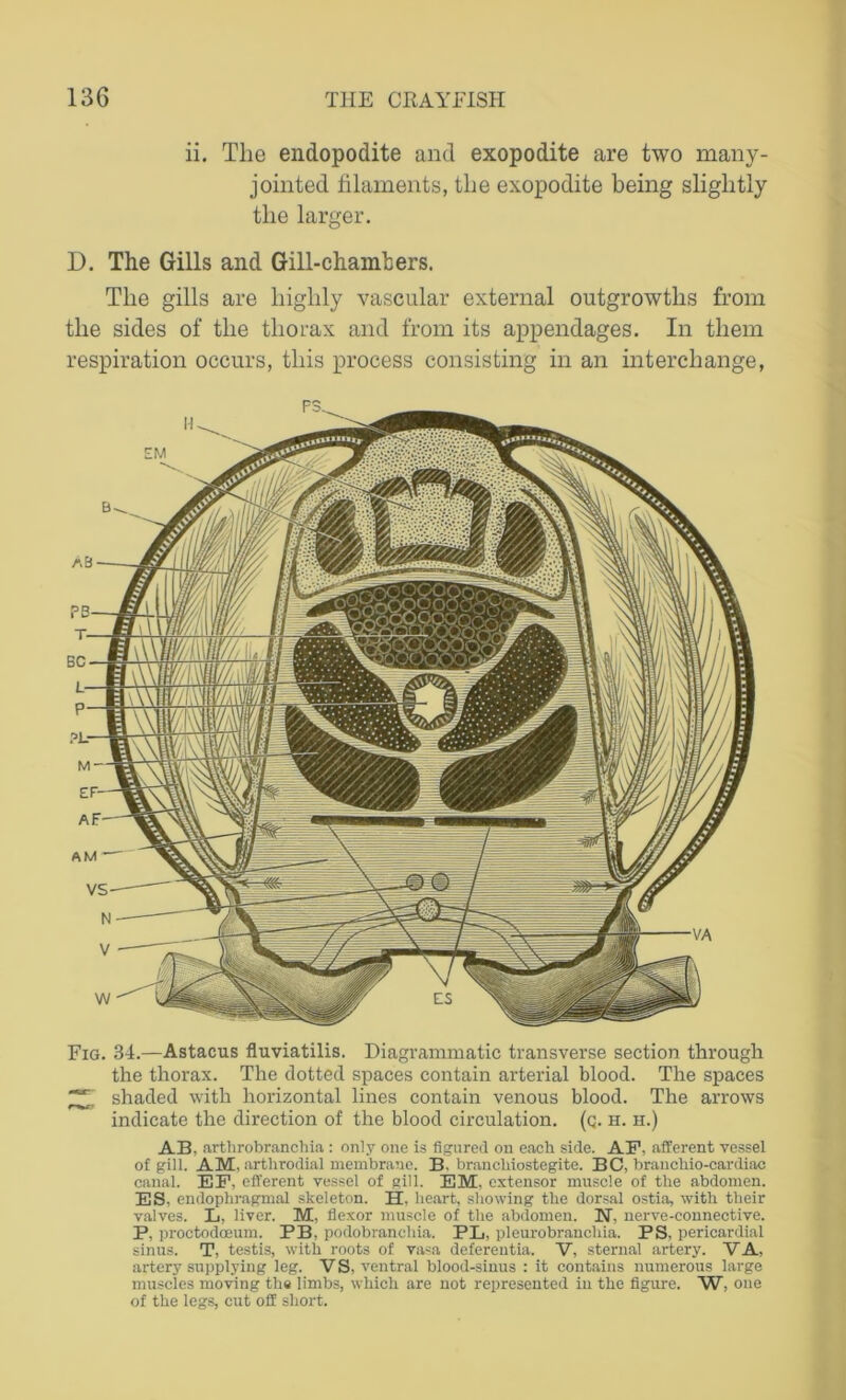 ii. The endopodite and exopodite are two many- jointed filaments, the exopodite being slightly the larger. D. The Gills and Gill-chambers. The gills are highly vascular external outgrowths from the sides of the thorax and from its appendages. In them respiration occurs, this process consisting in an interchange, Fig. 34.—Astacus fluviatilis. Diagrammatic transverse section through the thorax. The dotted spaces contain arterial blood. The spaces ^ shaded with horizontal lines contain venous blood. The arrows indicate the direction of the blood circulation, (q. h. h.) AB, arthrobranchia : only one is figured on each side. AF. afferent vessel of gill. AM, arthrodial membrane. B. branchiostegite. BC, brauchio-cardiac canal. EF, efferent vessel of gill. EM, extensor muscle of the abdomen. ES, endophragmal skeleton. H, heart, showing the dorsal ostia, with their valves. L, liver. M, flexor muscle of the abdomen. N. nerve-connective. P, proctodoeum. PB, podobranchia. PL, pleurobrancliia. PS, pericardial sinus. T, testis, with roots of vasa deferentia. V, sternal artery. VA, artery supplying leg. V S, ventral blood-sinus : it contains numerous large muscles moving the limbs, which are not represented in the figure. W, one of the legs, cut off short.