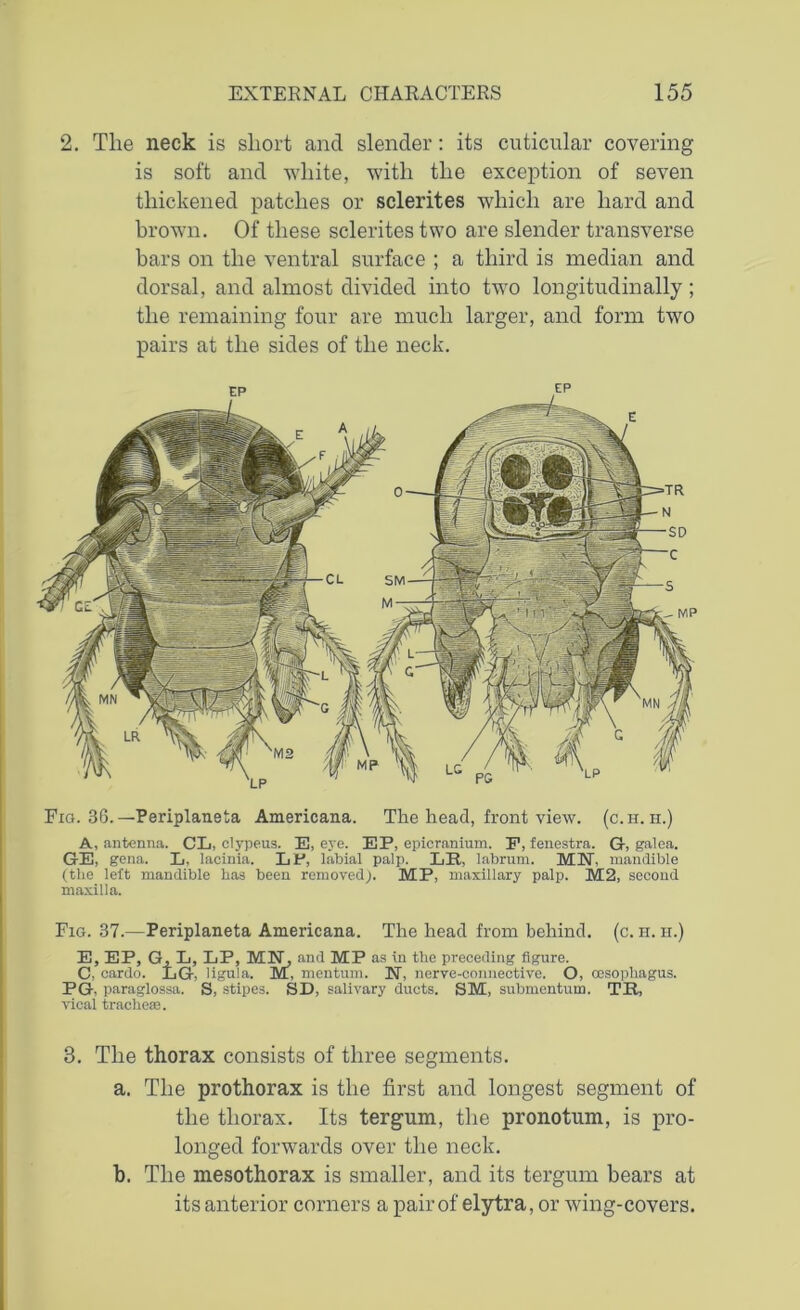 2. The neck is short and slender: its cuticular covering is soft and white, with the exception of seven thickened patches or sclerites which are hard and brown. Of these sclerites two are slender transverse bars on the ventral surface ; a third is median and dorsal, and almost divided into two longitudinally; the remaining four are much larger, and form two pairs at the sides of the neck. Fig. 36.— Periplaneta Americana. The head, front view. (c.h. h.) A, antenna. CL, clypeus. E, eye. EP, epicranium. P, fenestra. G-, galea. GE, gena. L, lacinia. LF, labial palp. LE, labrum. MS, mandible (the left mandible has been removed;. MP, maxillary palp. M2, second maxilla. Fig. 37.—Periplaneta Americana. The head from behind, (c. h. h.) E, EP, G, L, LP, MS, and MP as in the preceding figure. C, cardo. LG, ligula. M, mentum. N, nerve-connective. O, oesophagus. PG, paraglossa. S, stipes. SD, salivary ducts. SM, submentum. Tli, vical tracheae. 3. The thorax consists of three segments. a. The prothorax is the first and longest segment of the thorax. Its tergum, the pronotum, is pro- longed forwards over the neck. b. The mesothorax is smaller, and its tergum bears at its anterior corners a pair of elytra, or wing-covers.