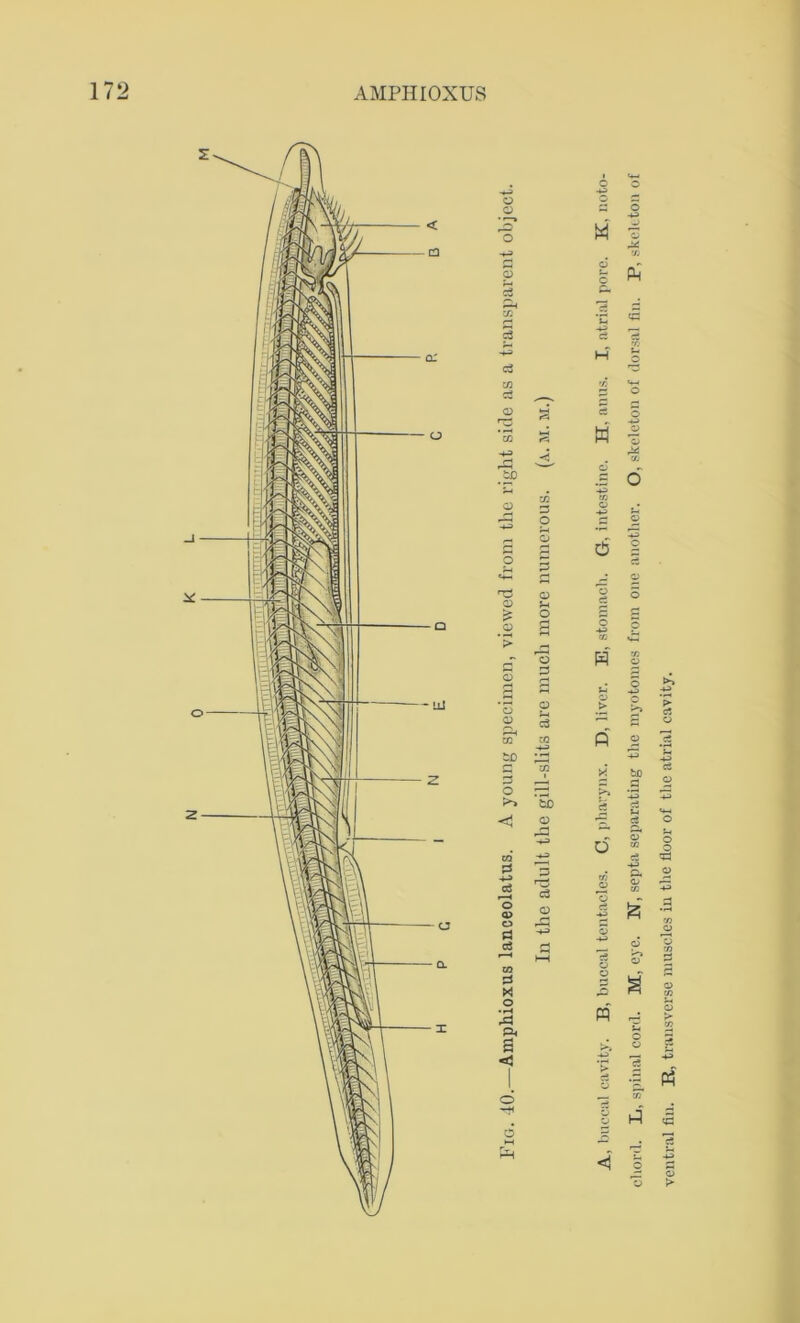 chord. L, spinal cord. M, eye. N, septa separating the myotonies from one another. O, skeleton of dorsal fin. P, skeleton of ventral fin. R, transverse muscles in the floor of the atrial cavity.
