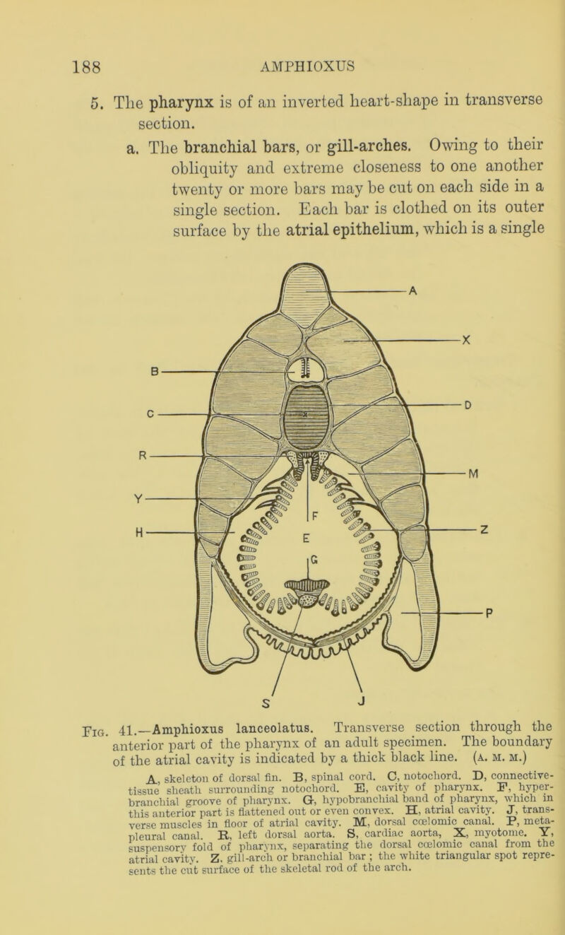 5. The pharynx is of an inverted heart-shape in transverse section. a. The branchial bars, or gill-arches. Owing to their obliquity and extreme closeness to one another twenty or more bars may be cut on each side in a single section. Each bar is clothed on its outer surface by the atrial epithelium, which is a single ;pIG- 41.—Amphioxus lanceolatus. Transverse section through the ’ anterior part of the pharynx of an adult specimen. The boundary of the atrial cavity is indicated by a thick black line. (a. m. m.) A, skeleton of dorsal fin. 33, spinal cord. C, notocliord. D, connective- tissue' slieath surrounding notochord. E, cavity of pharynx. P, hyper- branchial groove of pharynx. G, hypobranchial band of pharynx, which in this anterior part is flattened out or even convex. H, atrial cavity. J, trans- verse muscles in floor of atrial cavity. 1VE, dorsal coelomic canal, P, meta- pleural canal. R, left dorsal aorta. S, cardiac aorta, X, myotome. Y, suspensory fold of pharynx, separating the dorsal ccelomic canal from the atrial cavity. Z. gill-arch or branchial bar ; the white triangular spot repre- sents the cut surface of the skeletal rod of the arch.