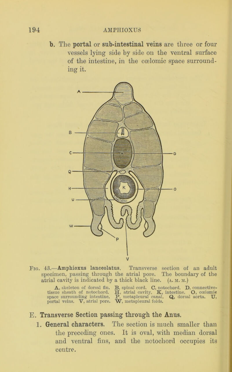 b. The portal or sub-intestinal veins are three or four vessels lying side by side on the ventral surface of the intestine, in the coeloraic space surround- ing it. Pig. 43.—Amphioxus lanceolatus. Transverse section of an adult specimen, passing through the atrial pore. The boundary of the atrial cavity is indicated by a thick black line. (a. ji. m.) A, skeleton of dorsal fin. B, spinal cord. C, notochord. D, connective- tissue sheath of notochord. H, atrial cavity. K, intestine. O, ccelomic space surrounding intestine. P, metapleural canal. Q,, dorsal aorta. TJ, portal veins. V, atrial pore. W, metapleural folds. E. Transverse Section passing through the Anus. 1. General characters. The section is much smaller than the preceding ones. It is oval, with median dorsal and ventral fins, and the notochord occupies its centre.