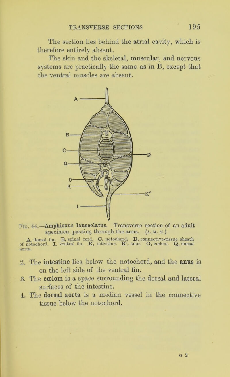 The section lies behind the atrial cavity, which is therefore entirely absent. The skin and the skeletal, muscular, and nervous systems are practically the same as in B, except that the ventral muscles are absent. Fig. 44.—Amphioxus lanceolatus. Transverse section of an adult specimen, passing through the anus. (a. m. ji.) A, dorsal flu. 33, spinal cord. C, notocliord. D, connective-tissue sheatli of notochord. I, ventral flu. K, intestine. K', anus. O, coelom. Q, dorsal aorta. 2. The intestine lies below the notochord, and the anus is on the left side of the ventral fin. 3. The coelom is a space surrounding the dorsal and lateral surfaces of the intestine. 4. The dorsal aorta is a median vessel in the connective tissue below the notochord.