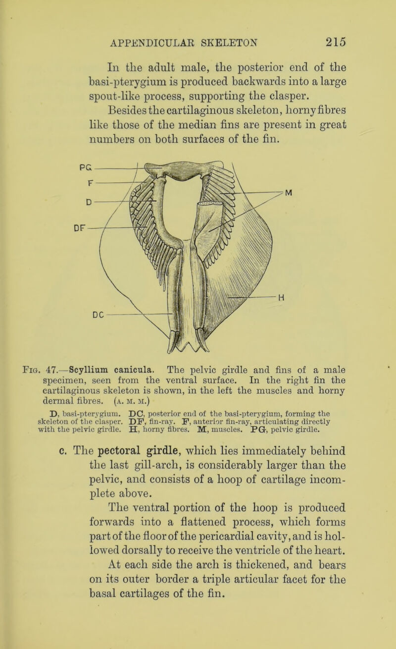 In the adult male, the posterior end of the basi-pterygium is produced backwards into a large spout-like process, supporting the clasper. Besides the cartilaginous skeleton, horny fibres like those of the median fins are present in great numbers on both surfaces of the fin. Fig. 47.—Scyllium canicula. The pelvic girdle and fins of a male specimen, seen from the ventral surface. In the right fin the cartilaginous skeleton is shown, in the left the muscles and horny dermal fibres, (a. bi. m.) D, basi-pterygium. DC, posterior end of the basi-pterygium, forming the skeleton of the clasper. DP, fin-ray. F, anterior fin-ray, articulating directly with the pelvic girdle. H, horny fibres. M, muscles. PG, pelvic girdle. c. The pectoral girdle, which lies immediately behind the last gill-arch, is considerably larger than the pelvic, and consists of a hoop of cartilage incom- plete above. The ventral portion of the hoop is produced forwards into a flattened process, which forms part of the floor of the pericardial cavity, and is hol- lowed dorsally to receive the ventricle of the heart. At each side the arch is thickened, and bears on its outer border a triple articular facet for the basal cartilages of the fin. DF PC 1