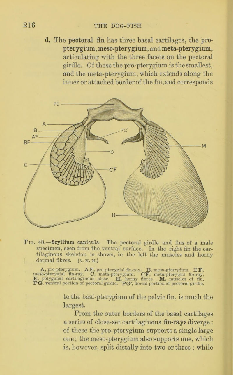 d. The pectoral fin has three basal cartilages, the pro- pterygium, meso-pterygium, and meta-pterygium, articulating with the three facets on the pectoral girdle. Of these the pro-pterygium is the smallest, and the meta-pterygium, which extends along the inner or attached border of the fin, and corresponds Fig. 48.—Scyllium canicula. The pectoral girdle and fins of a male specimen, seen from the ventral surface. In the right fin the car- tilaginous skeleton is shown, in the left the muscles and horny dermal fibres, (a. m. m.) A, pro-pterygium. AF, pro-pterygial fin-ray. B. meso-pterygium. BF, meso-pterygial fin-ray. C, meta-pterygium. CF. meta-pterygial fin-ray. E, polygonal cartilaginous plate. H. horny fibres. M, muscles of fin. PG, ventral portion of pectoral girdle. PG', dorsal portion of pectoral girdle. to the basi-pterygium of the pelvic fin, is much the largest. From the outer borders of the basal cartilages a series of close-set cartilaginous fin-rays diverge : of these the pro-pterygium supports a single large one; the meso-pterygium also supports one, which is, however, split distally into two or three ; while